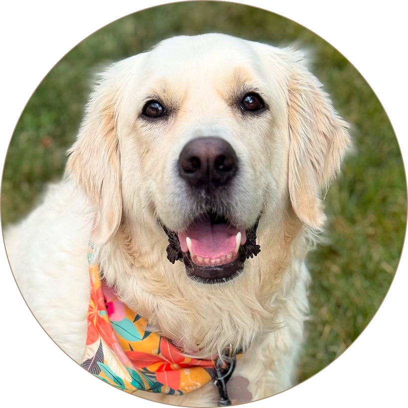 Close-up photo of a happy golden retriever wearing a colorful bandana, outdoors on green grass.
