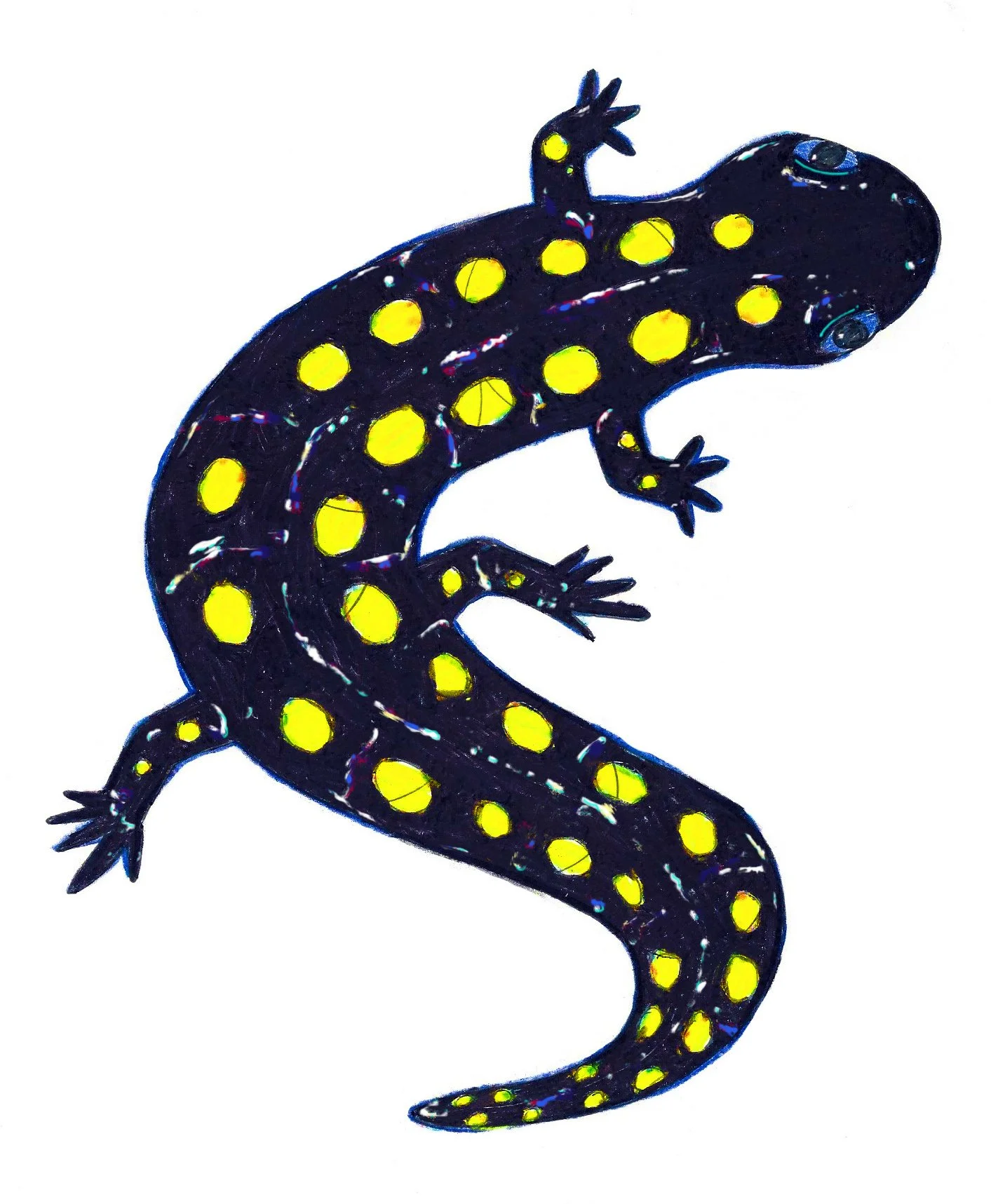 A stylized spotted salamander with black body and yellow spots, depicted in a vibrant, artistic style against a white background.