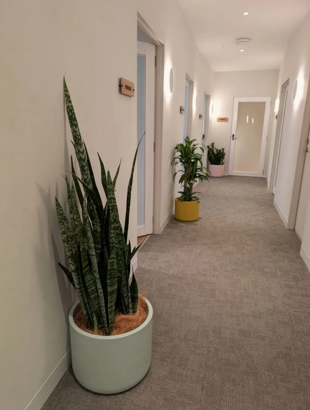 A hallway with three potted plants on the carpeted floor, cream-colored walls, and multiple doorways.