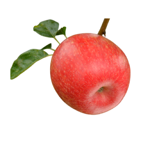 Premier Honeycrisp