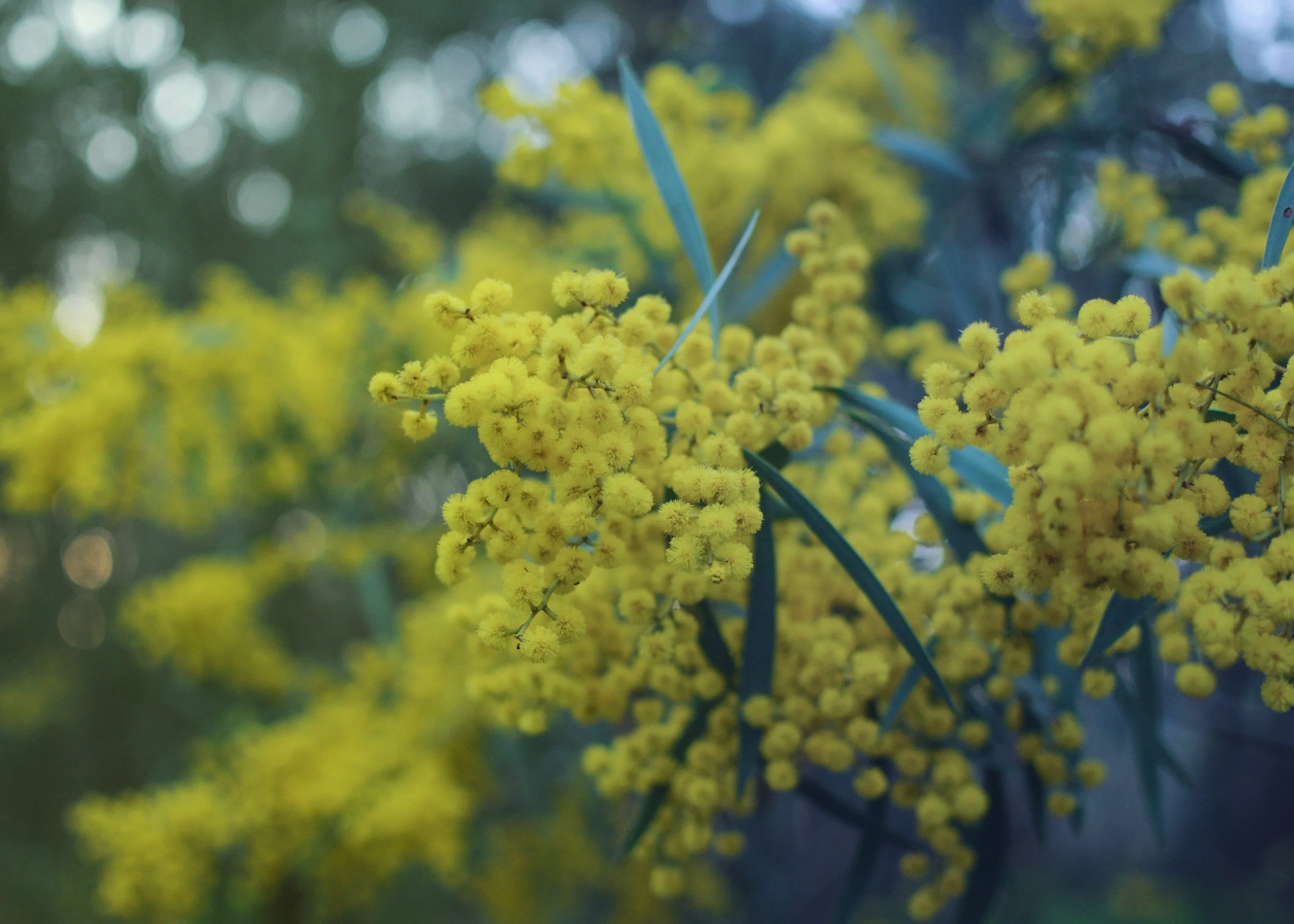 Close-up of yellow mimosa flowers with blue-green leaves in the background.