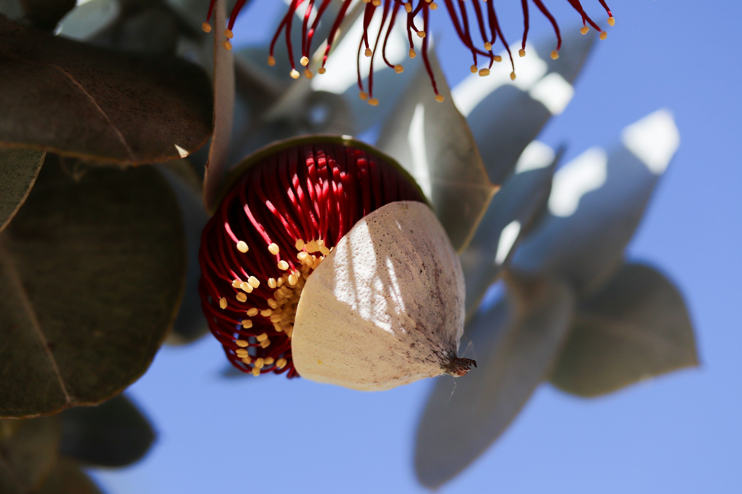 Close-up of a eucalyptus flower with red stamens and yellow anthers, surrounded by eucalyptus leaves against a blue sky.