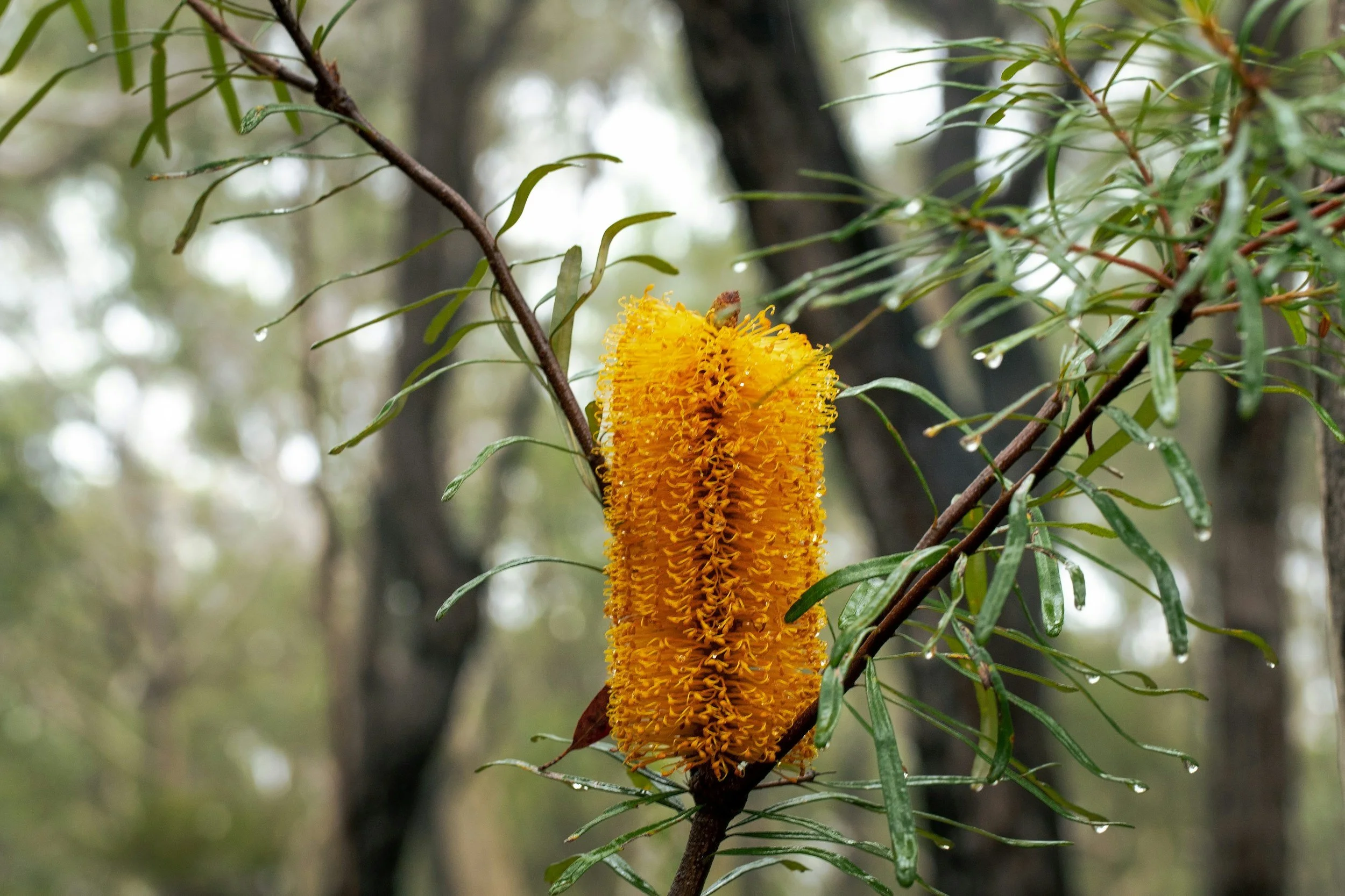 A bright yellow, cylindrical flower on a branch with green, narrow leaves, in a foggy forest setting.