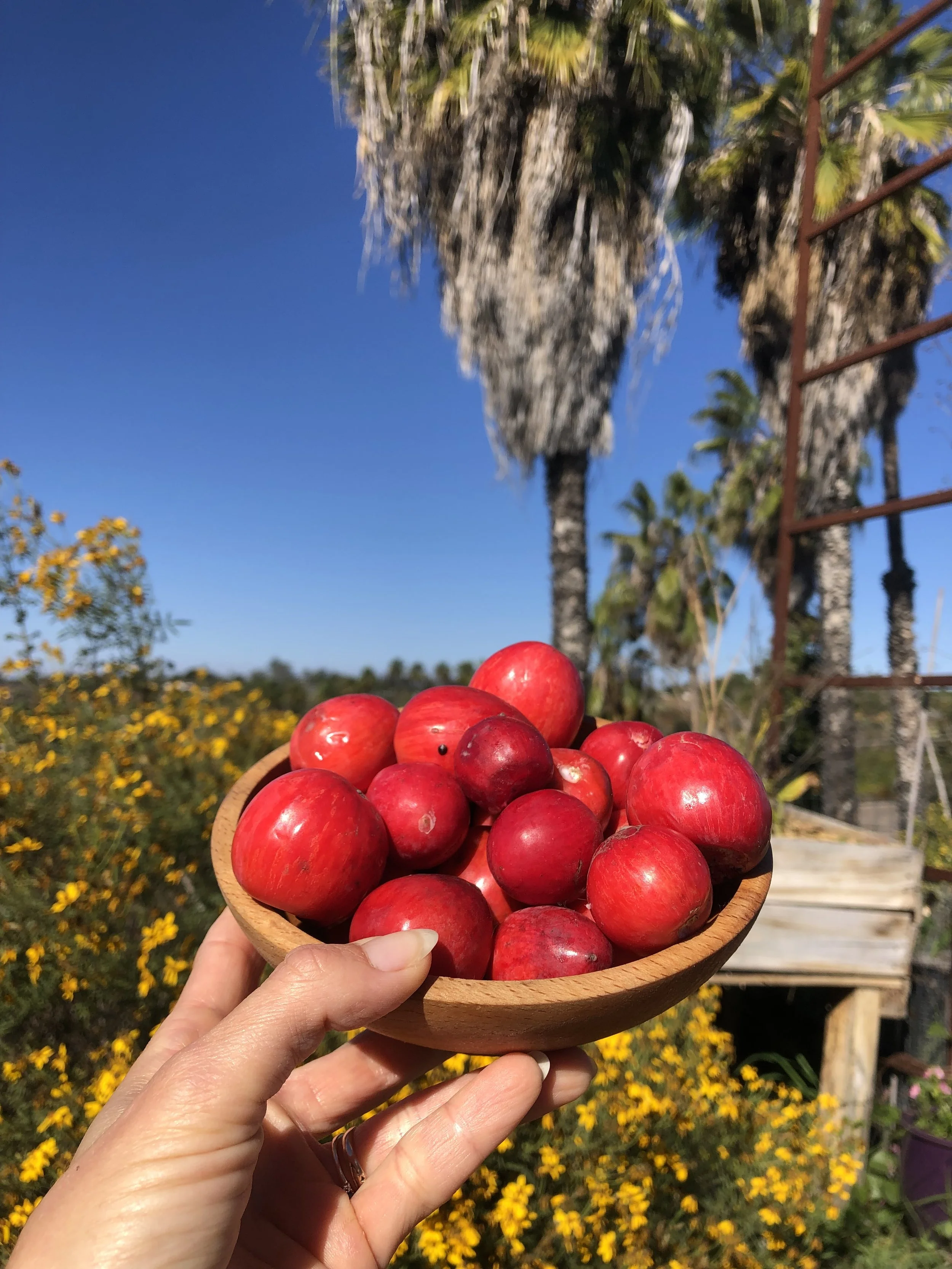 Foraged Natal Plum Vinegar