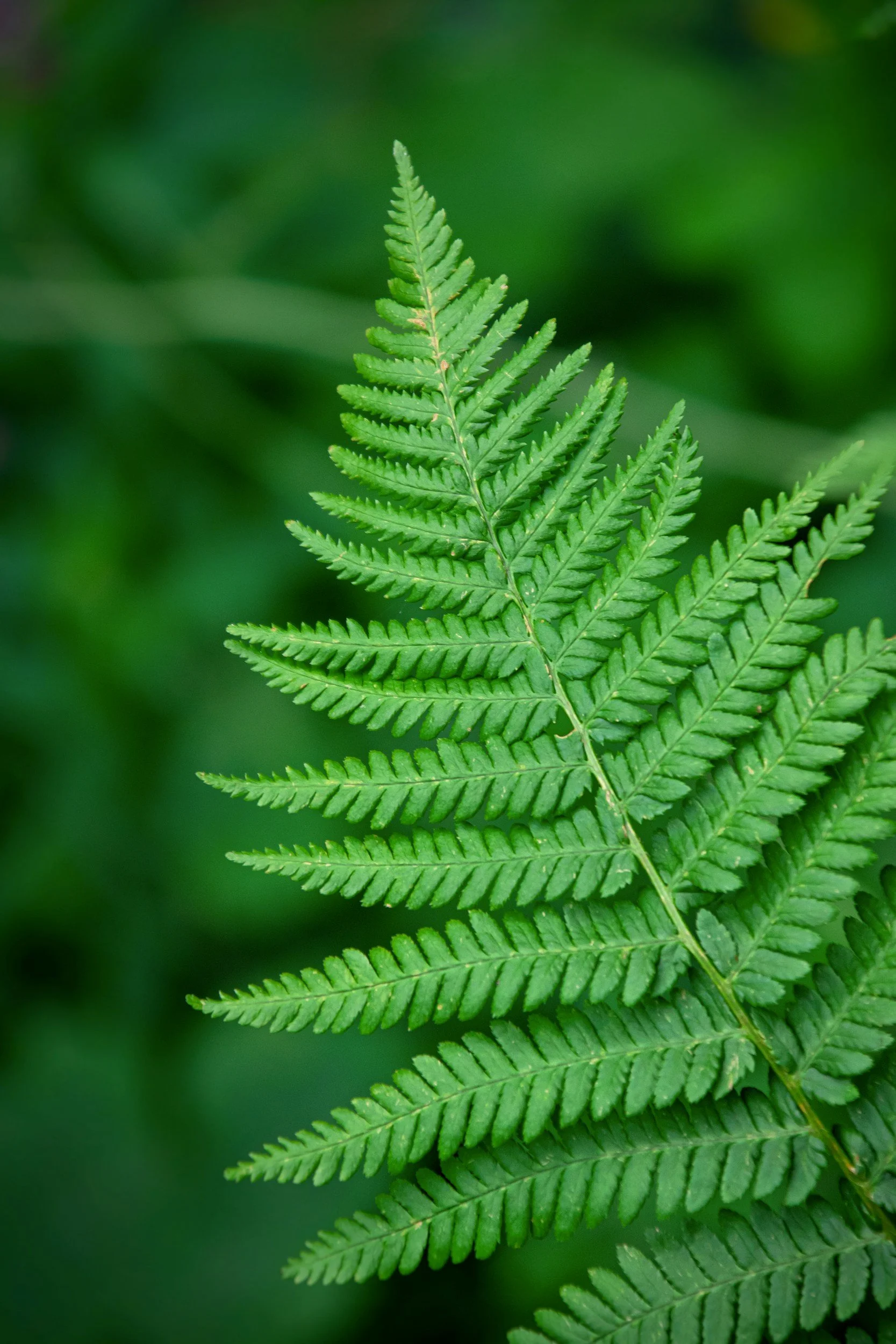 Fern Technique คืออะไร? เทคนิคฉีด HA Filler แบบ “ใบเฟิร์น” เพื่อเสริมความแข็งแรงของผิวและดูแลริ้วรอยจากการเคลื่อนไหว