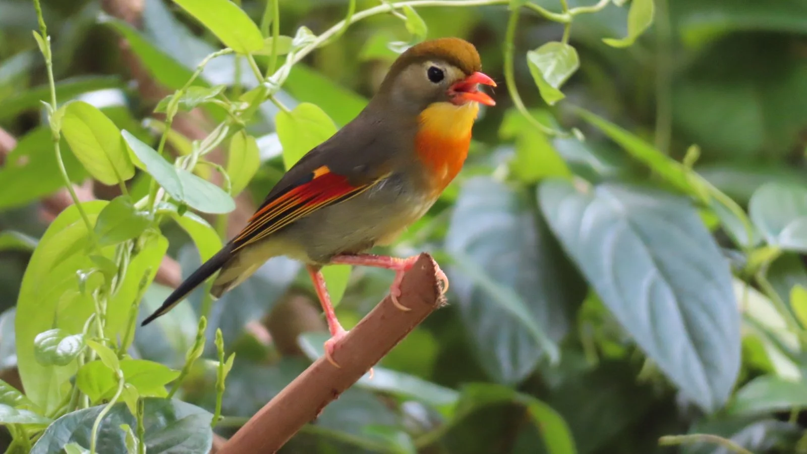 bird2.jpg