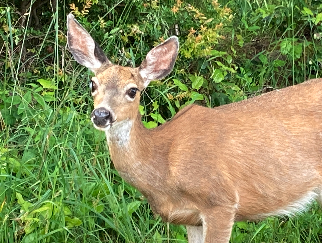 Screenshot 2026-02-09 at 4.44.20 PM.png