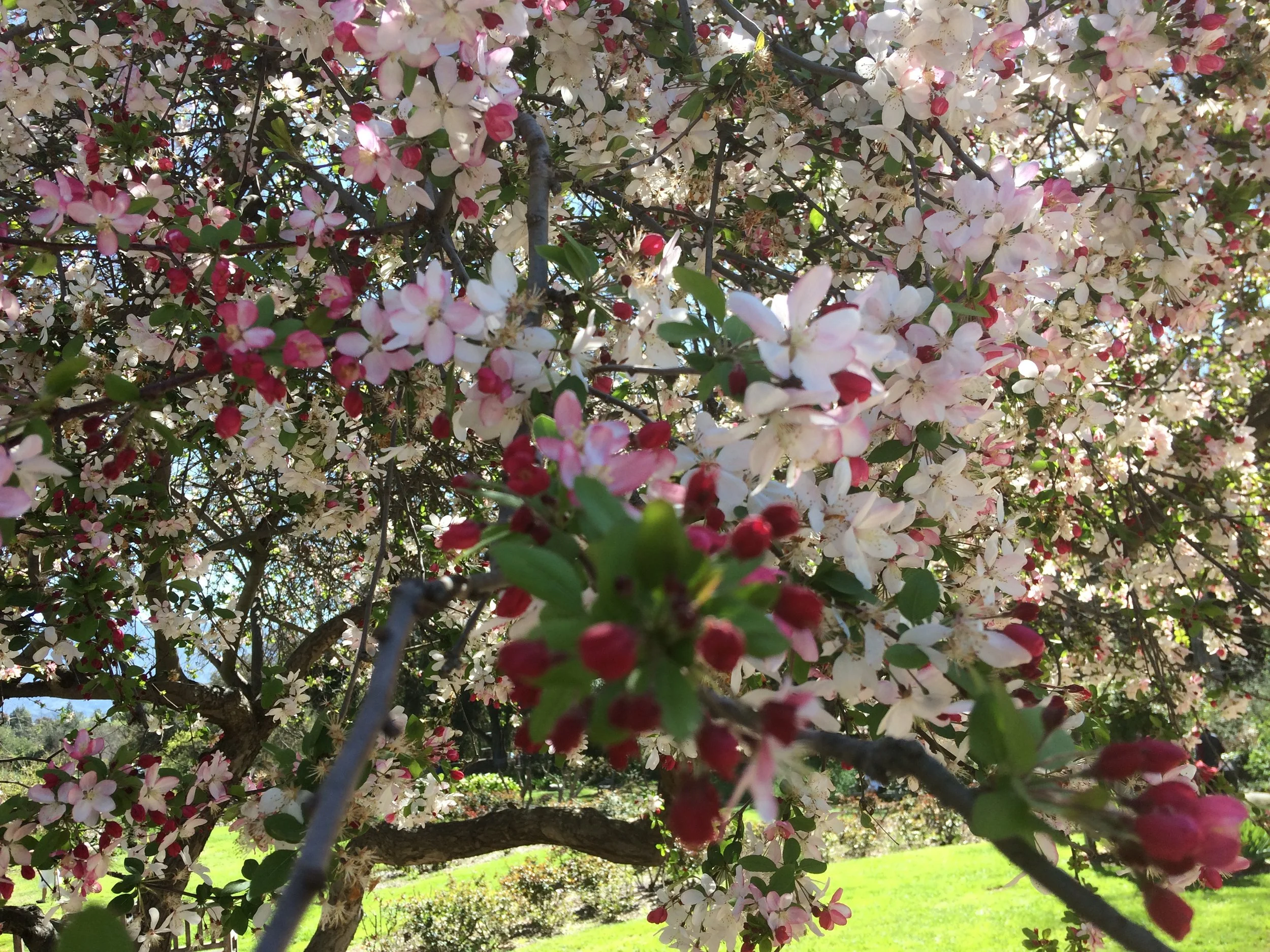 Close-up of a flowering tree with pink and white blossoms and green leaves, with a sunny background of a grassy field and trees.