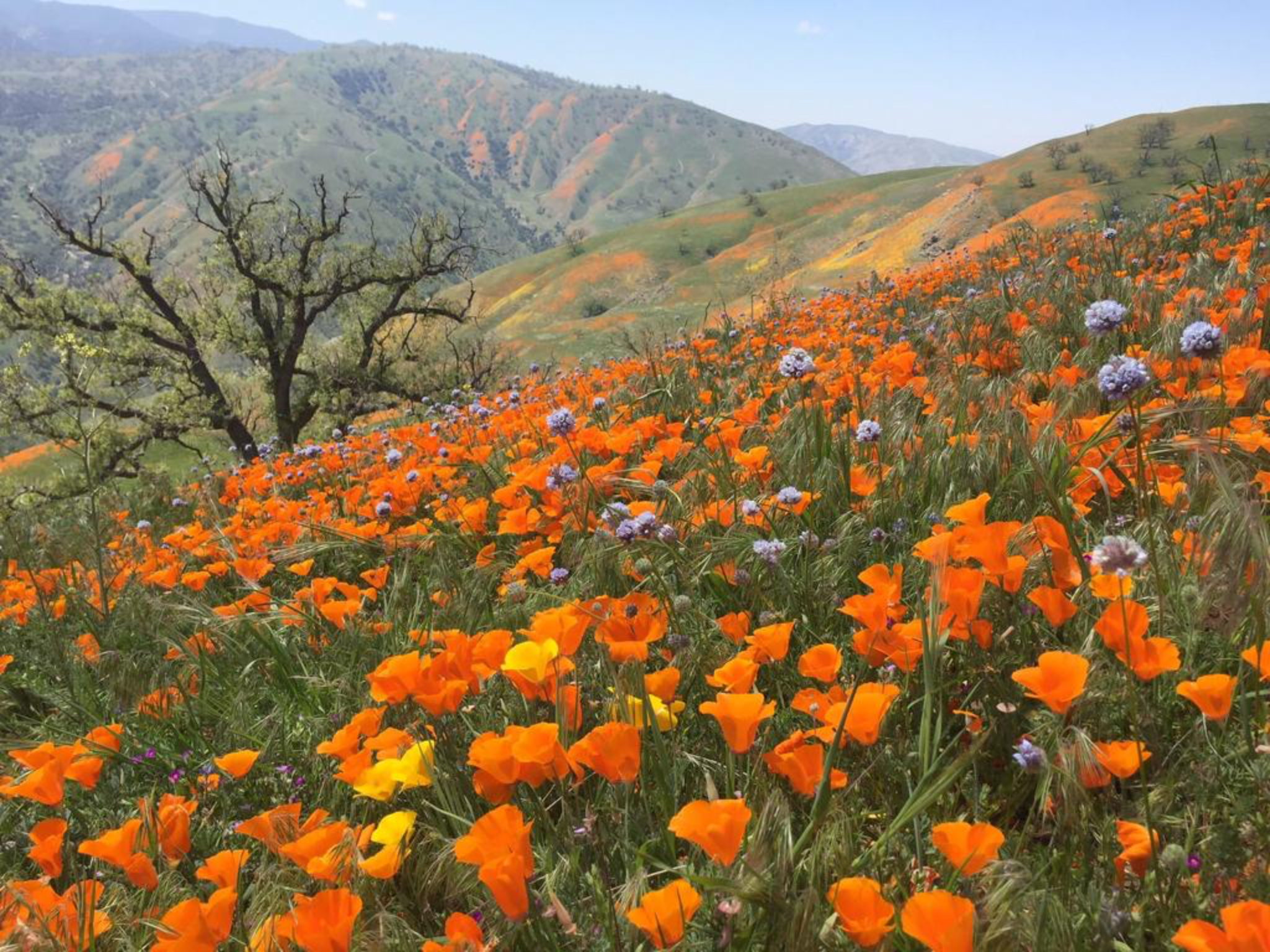 A scenic view of rolling hills covered with orange poppies and purple flowers, with a leafless tree in the foreground and distant mountain ranges under a clear blue sky.