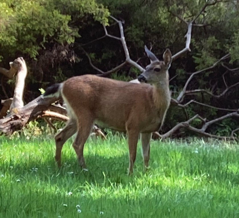 Screenshot 2026-02-09 at 4.42.51 PM.png