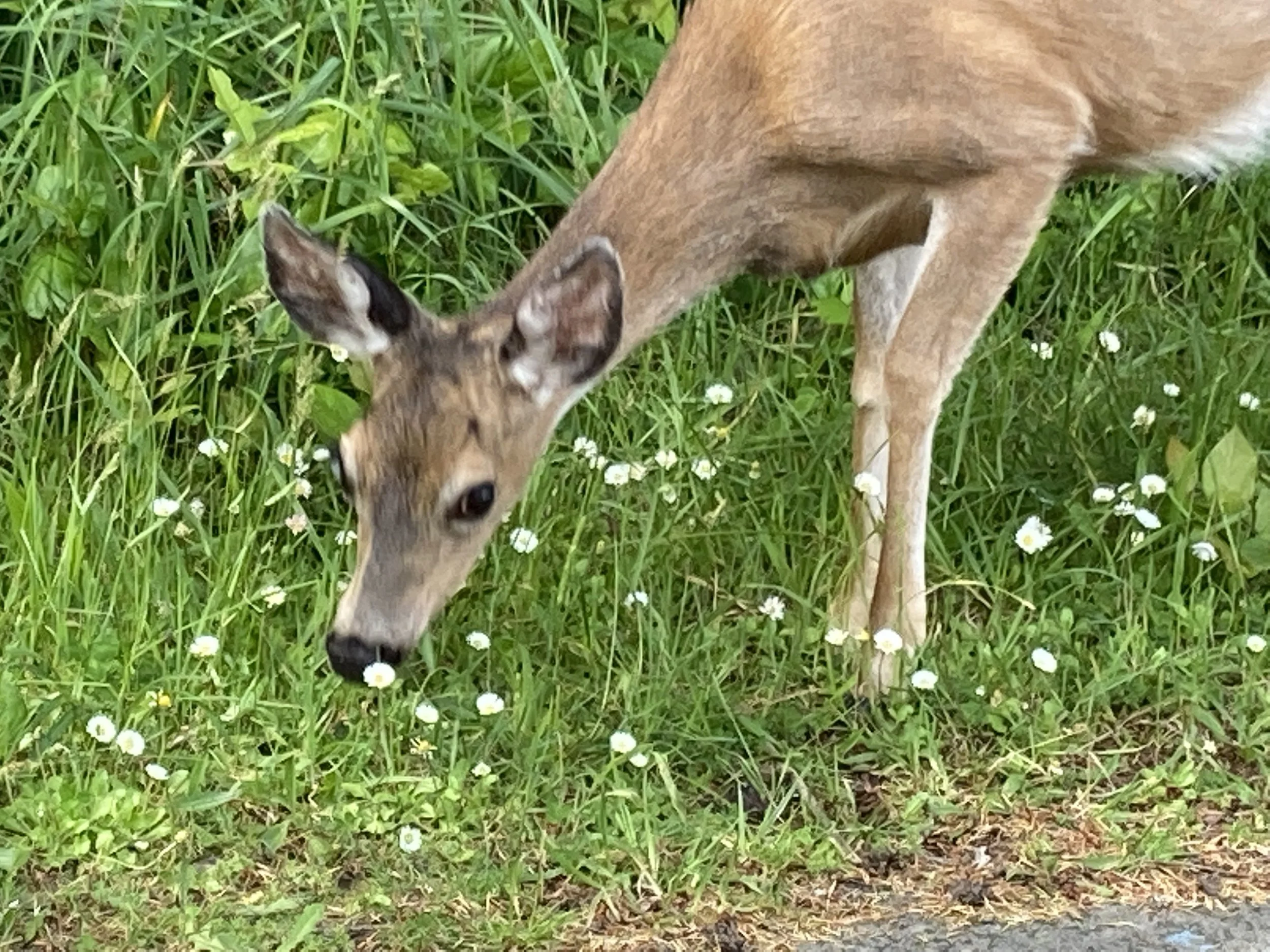 Introductory Tutoring - Assessment & Tutoring Plan