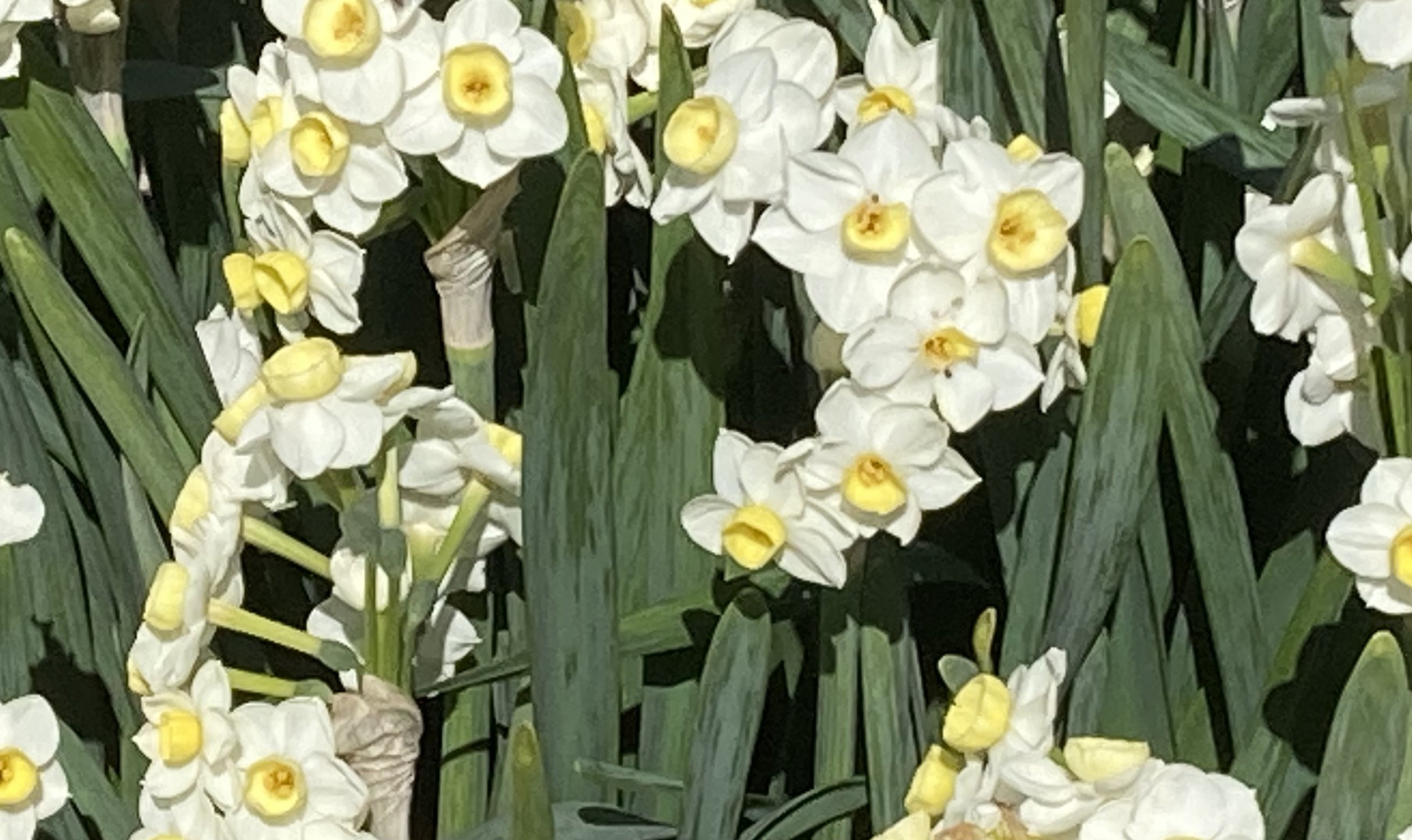 Close-up of white and yellow daffodil flowers with green leaves.