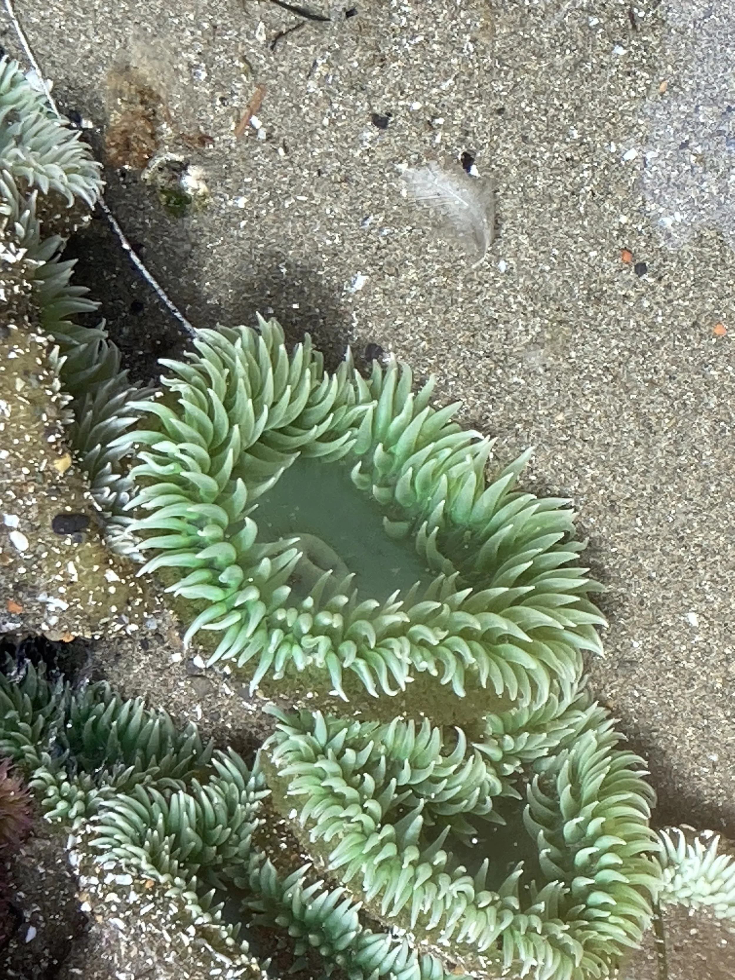 A green succulent plant with thick, pointed leaves grows in a spiral pattern, near sandy soil with small rocks and a translucent feather.