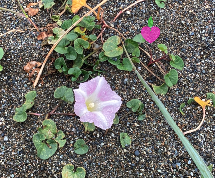 A pink and white morning glory flower on sandy ground with green ivy leaves and a sprig of a prickly plant. A small pink heart sticker is also in the upper right corner.