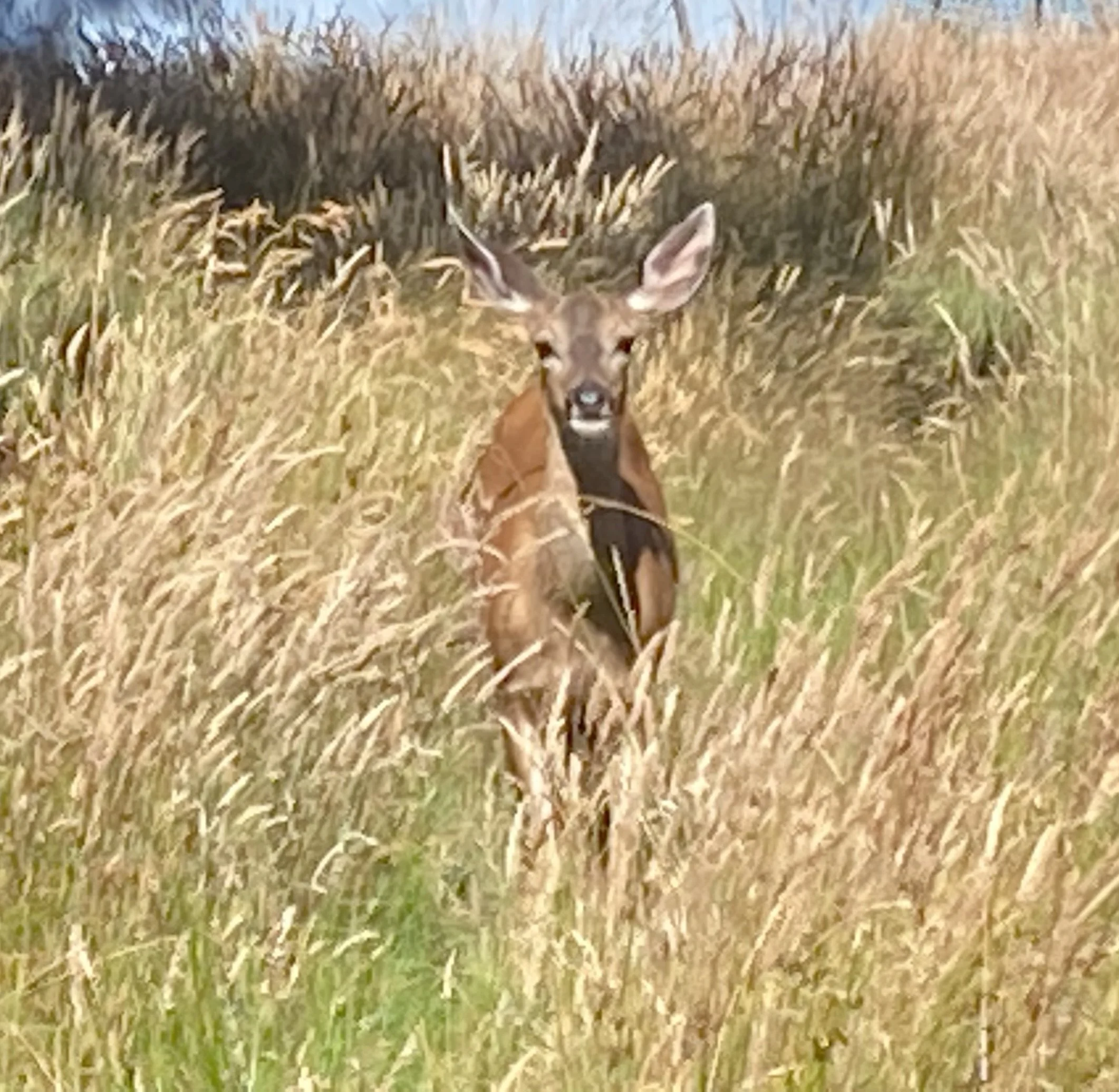 Intermediate Tutoring Services - 6 Lessons