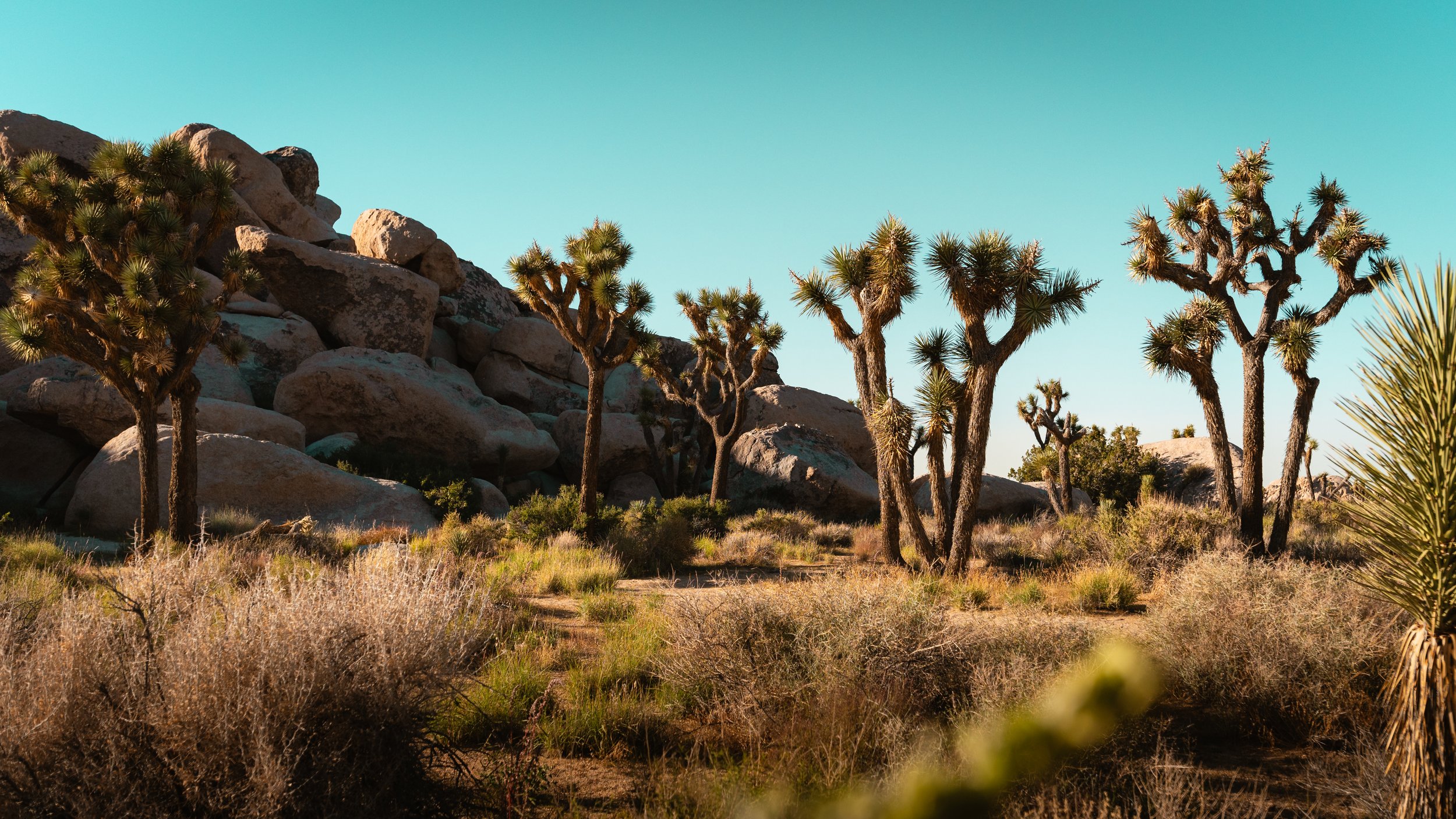 Joshua Trees a6700 Tamron 11-20-2.jpg