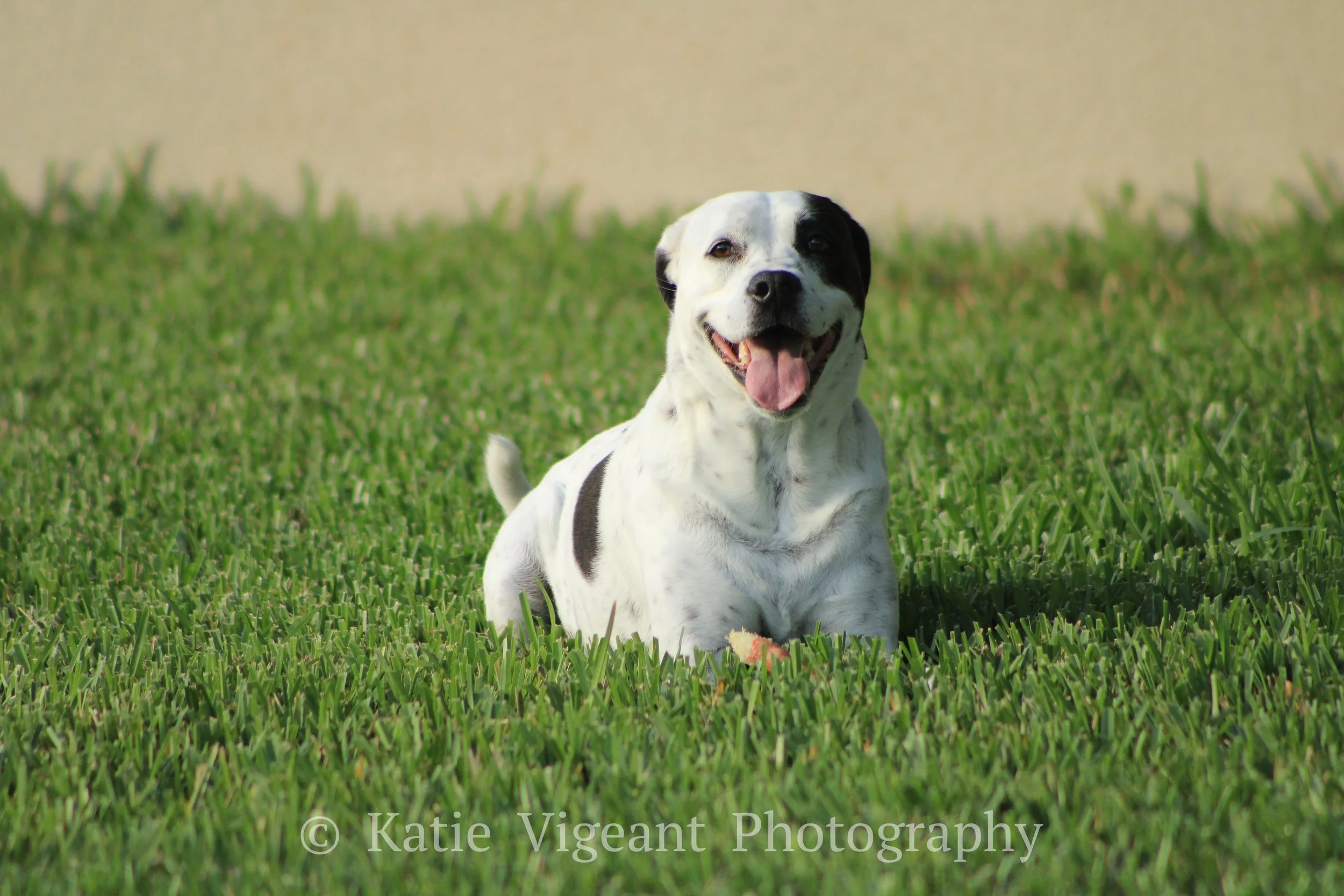 Happy Dalmation-mix lying on green grass