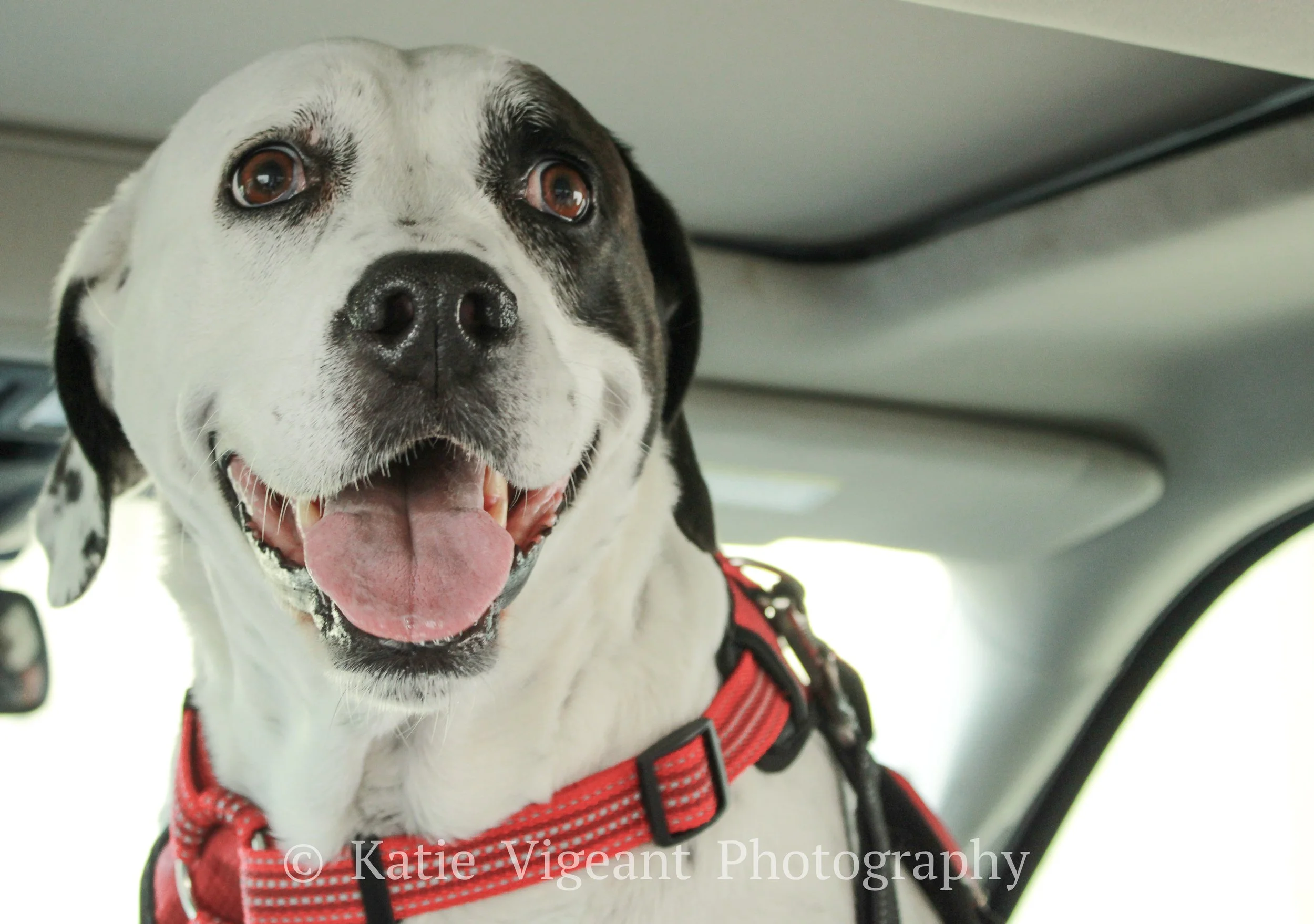 Smiling black and white dog with a red harness inside a vehicle.