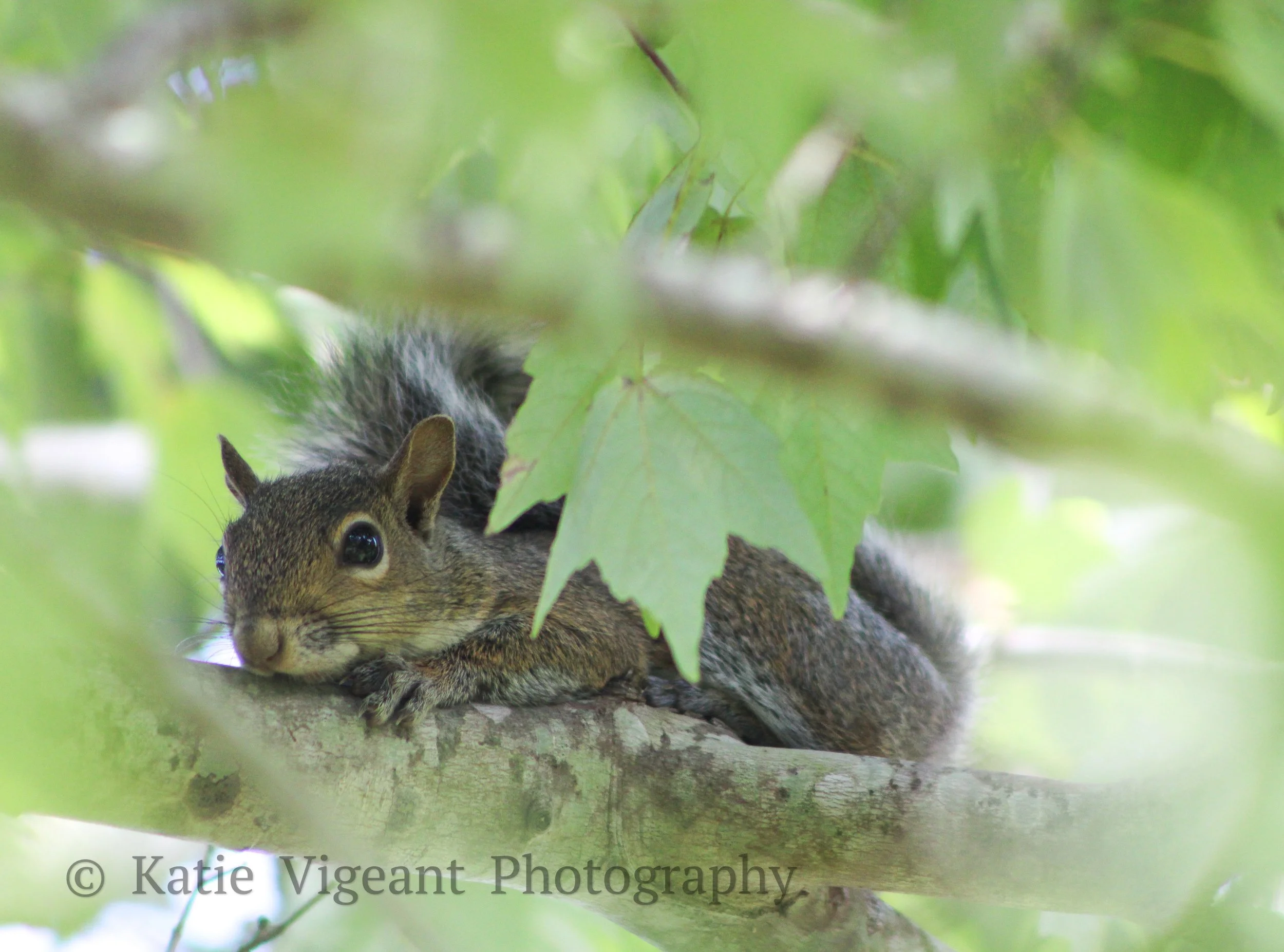 A squirrel lying on a tree branch, partially hidden by green leaves.