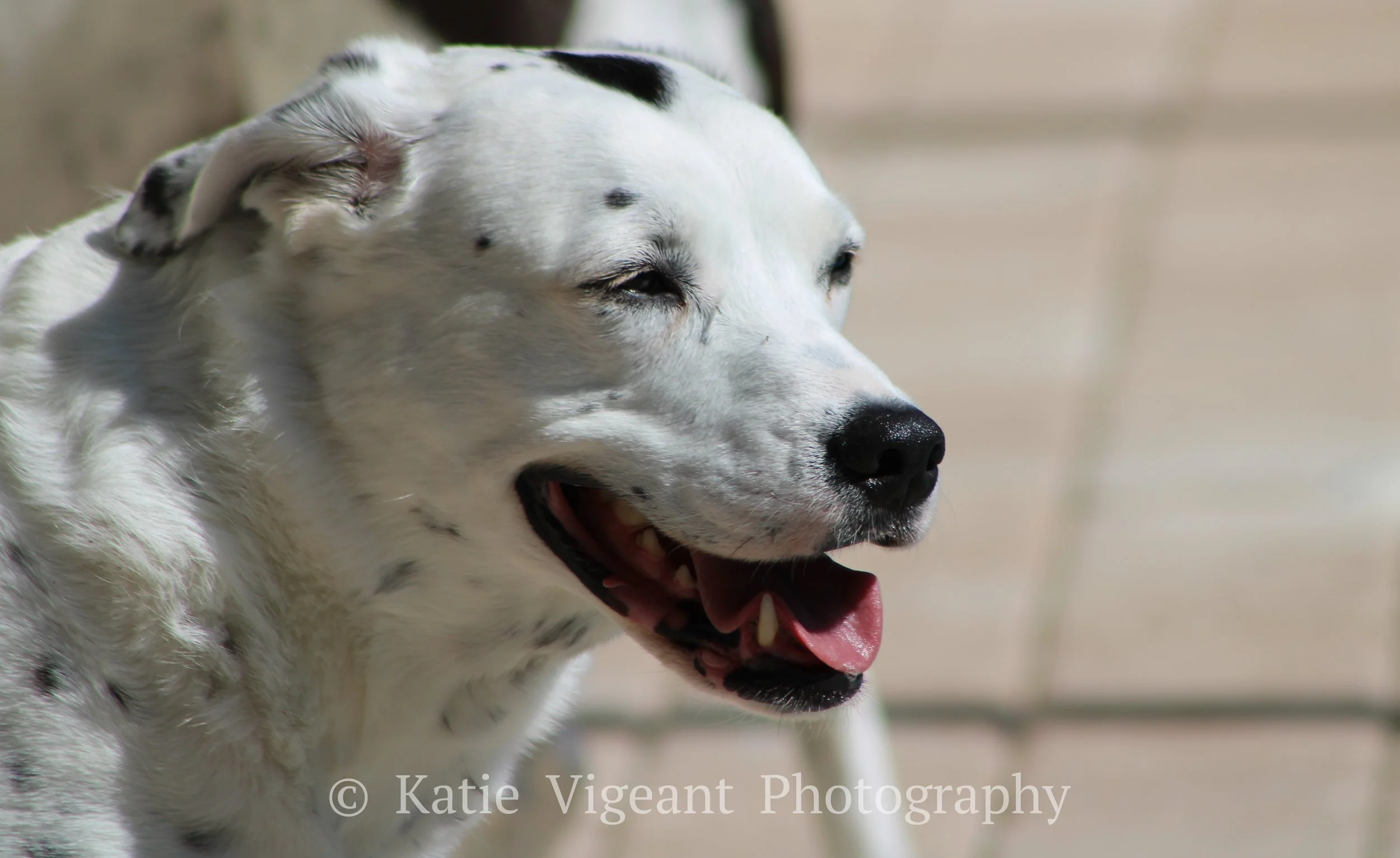 Close-up of a happy Dalmatian-mix dog with black spots, squinting eyes, and a slightly open mouth showing teeth, outdoors on a sunny day.