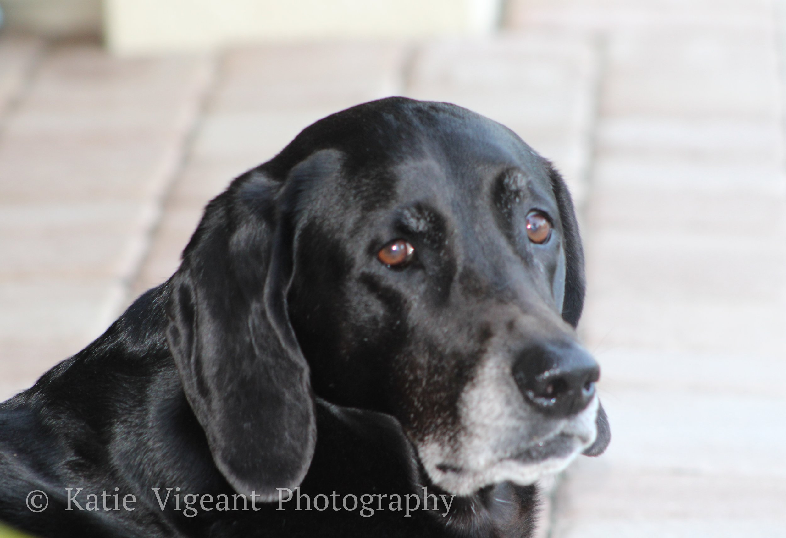 Close-up photo of a black and gray dog with floppy ears, looking pensively to the side, with a blurred background.
