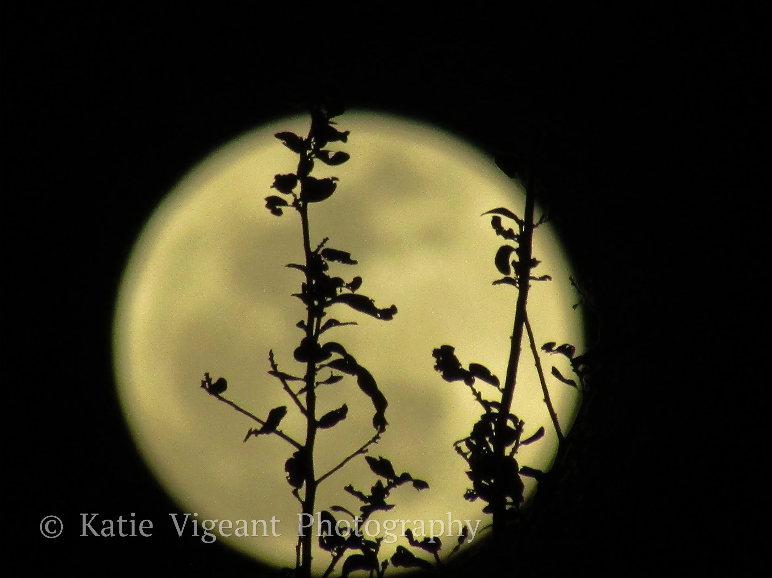 Silhouette of plant stems with leaves against a bright, circular moon in the night sky.
