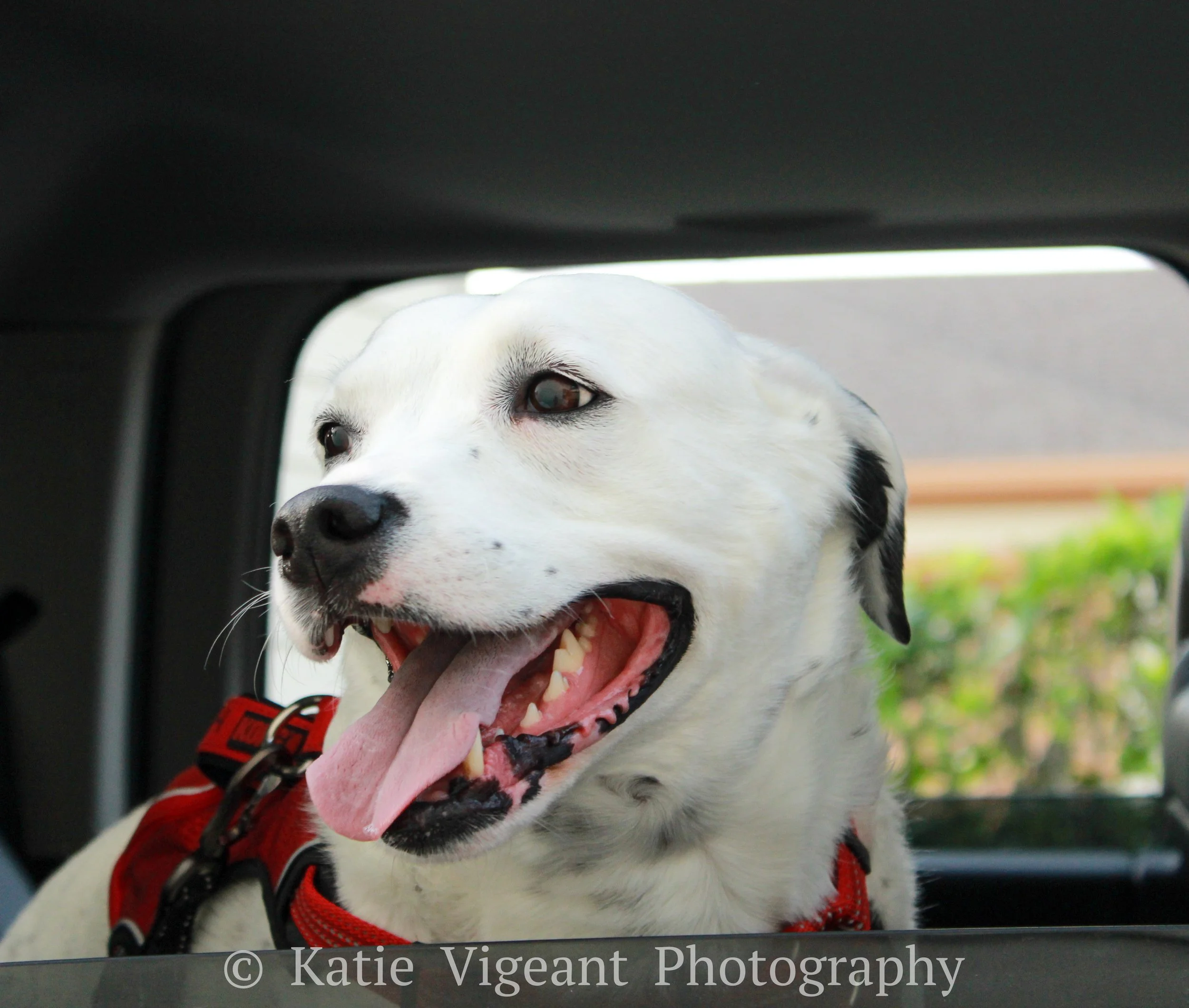 Happy white dog with black spots on nose and ear, wearing red harness, looking out of a vehicle window with a blurred outdoor background.