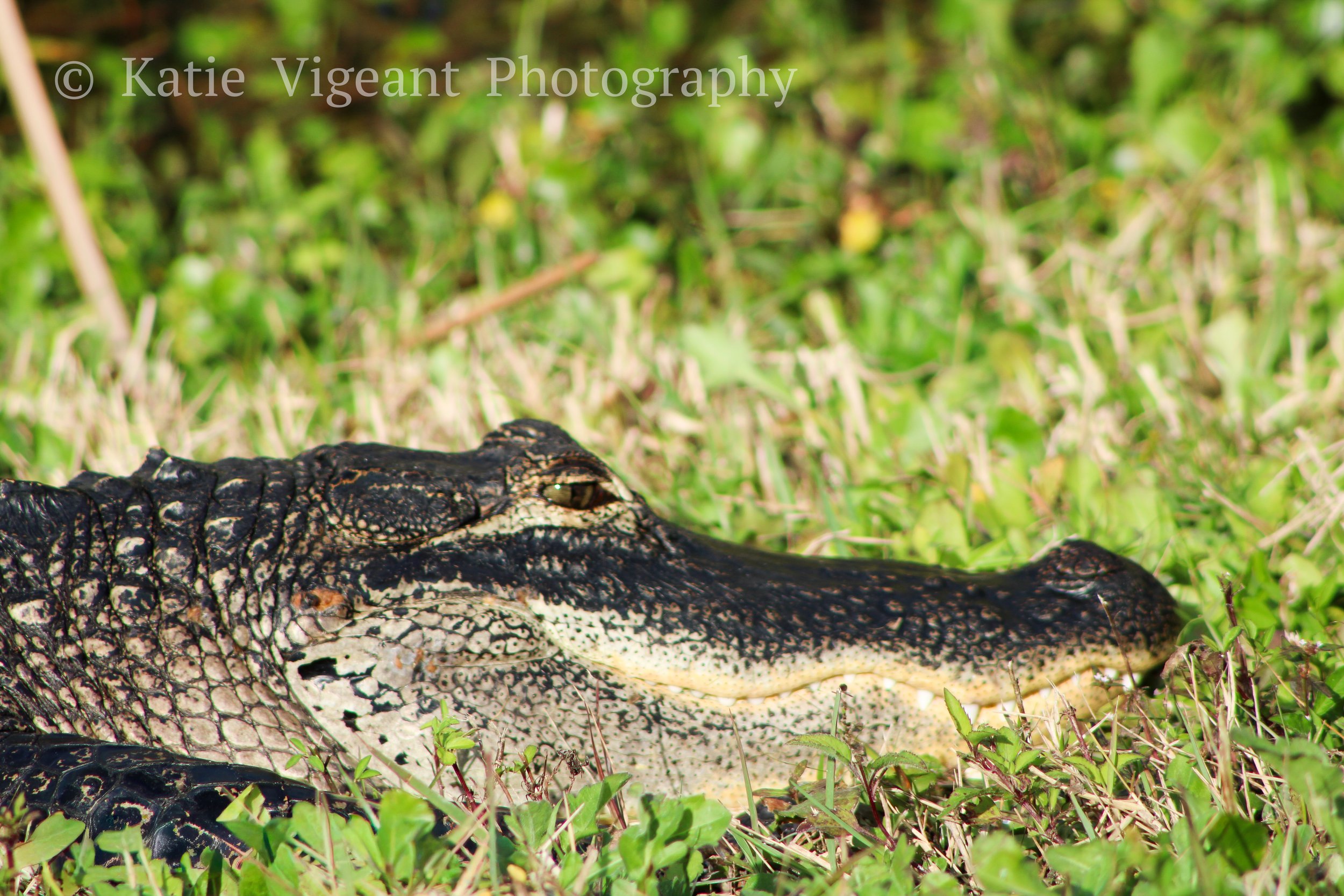 Close-up of an alligator lying among green grass and plants in a natural environment.
