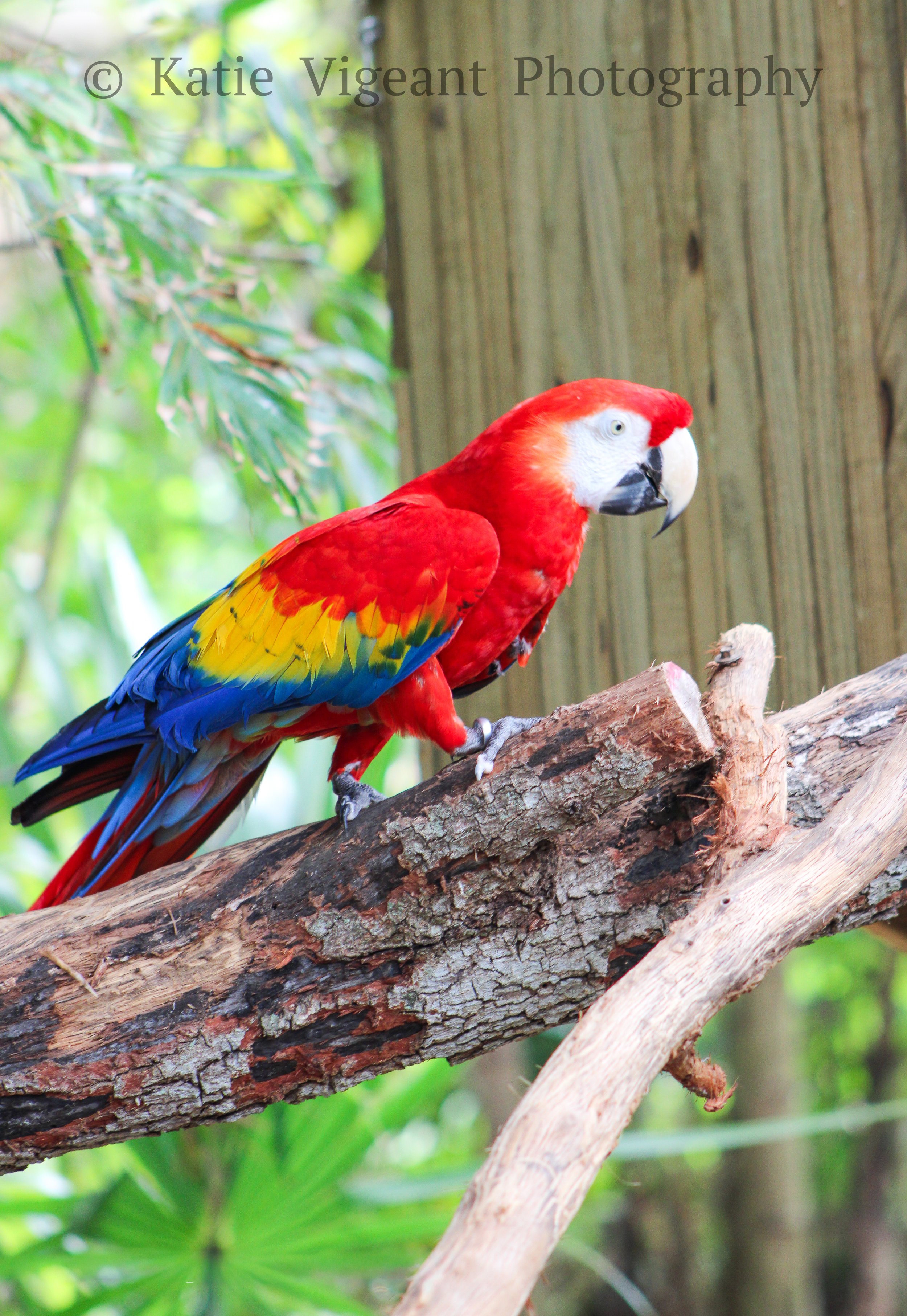Colorful scarlet macaw perched on a branch in a lush green habitat.