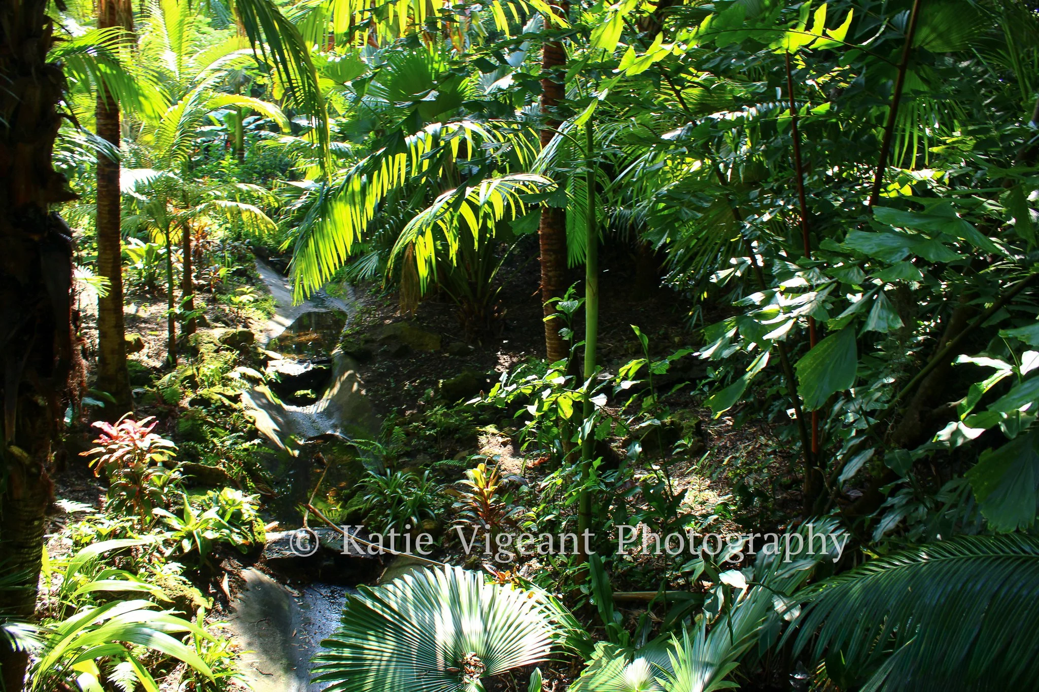 A lush area of a botanical garden with dense green leaves, a small waterfall, and sunlight filtering through the garden.