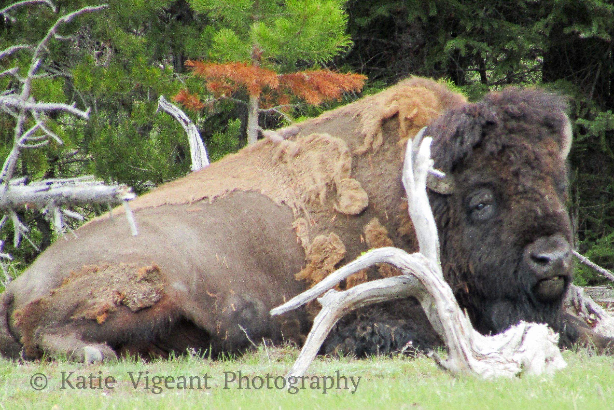 A brown bison resting on green grass surrounded by fallen tree branches with pine trees in the background.