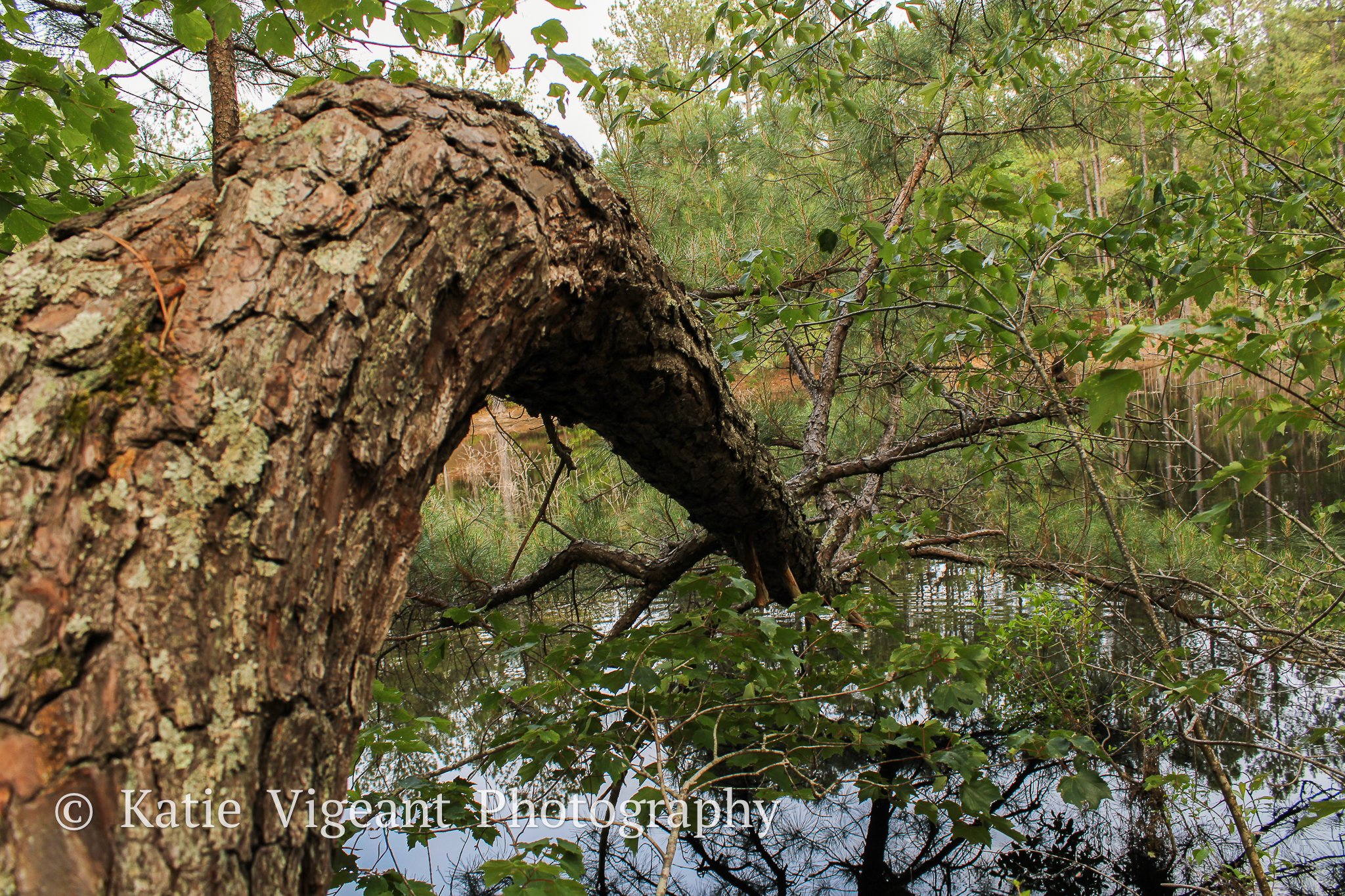 A close-up view of a fallen tree over a pond with green leaves and reflections of trees in the water.