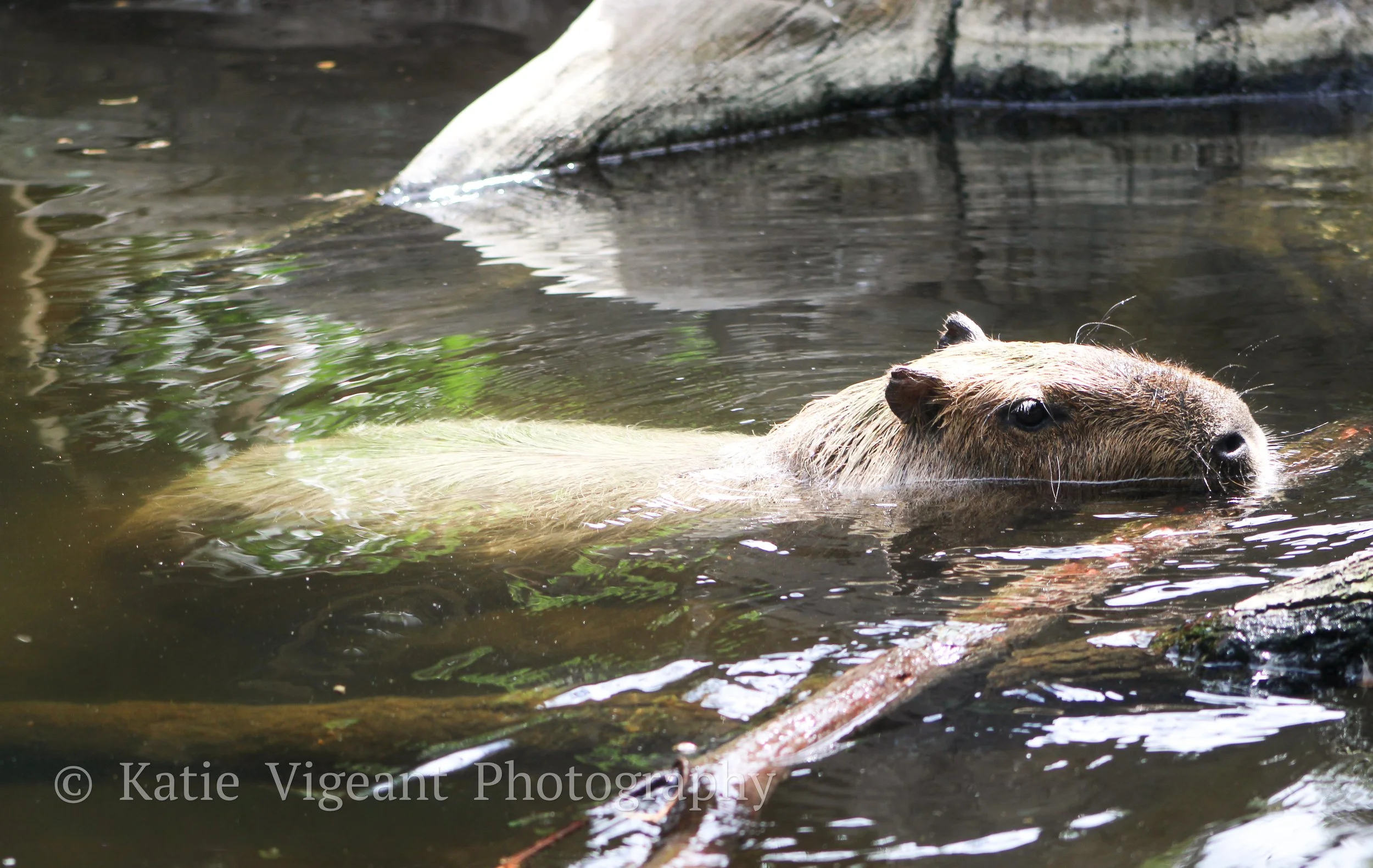 A capybara swimming in water with only its head visible above the surface.