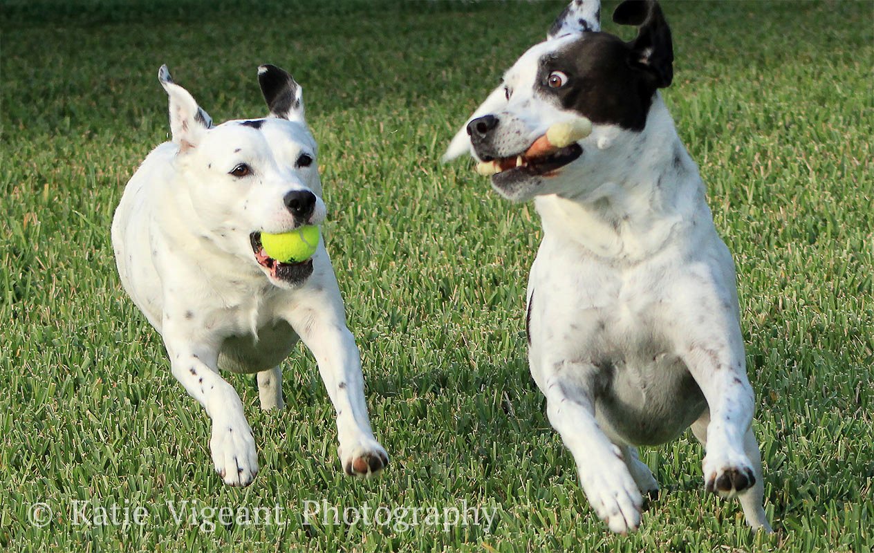 Two dogs are playing on the grass, one with a tennis ball in its mouth and the other with a smaller toy bone in its mouth.