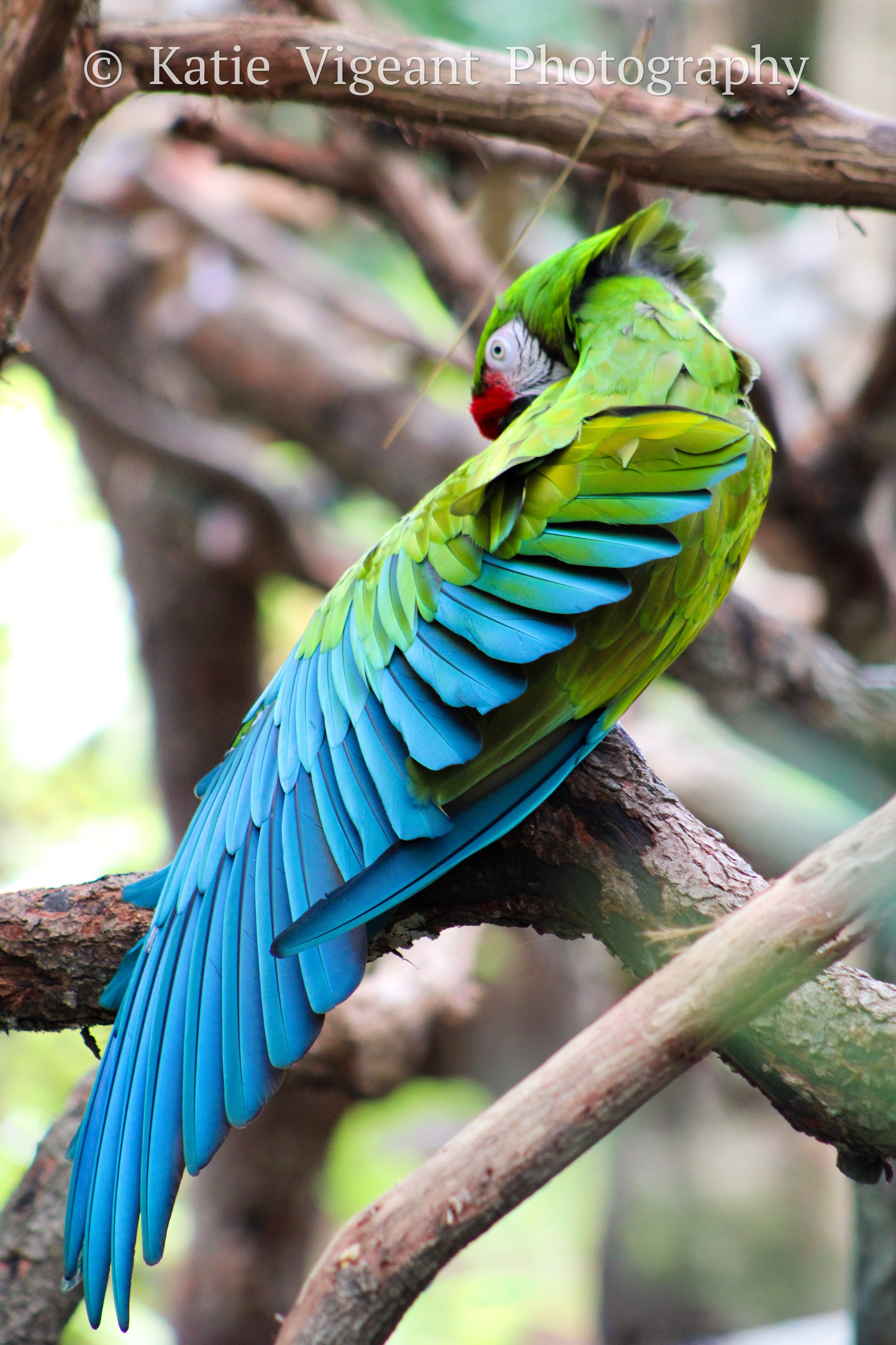 blue and green macaw
