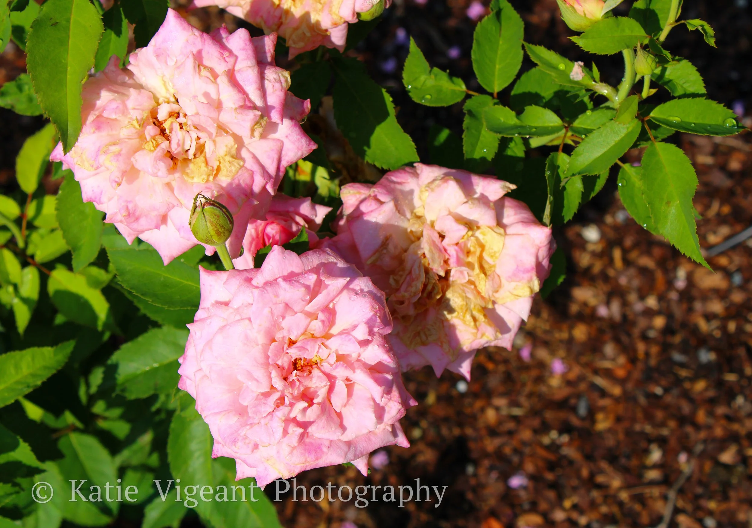 Cluster of pink roses with yellow centers and green leaves, blooming in a garden bed with brown mulch.