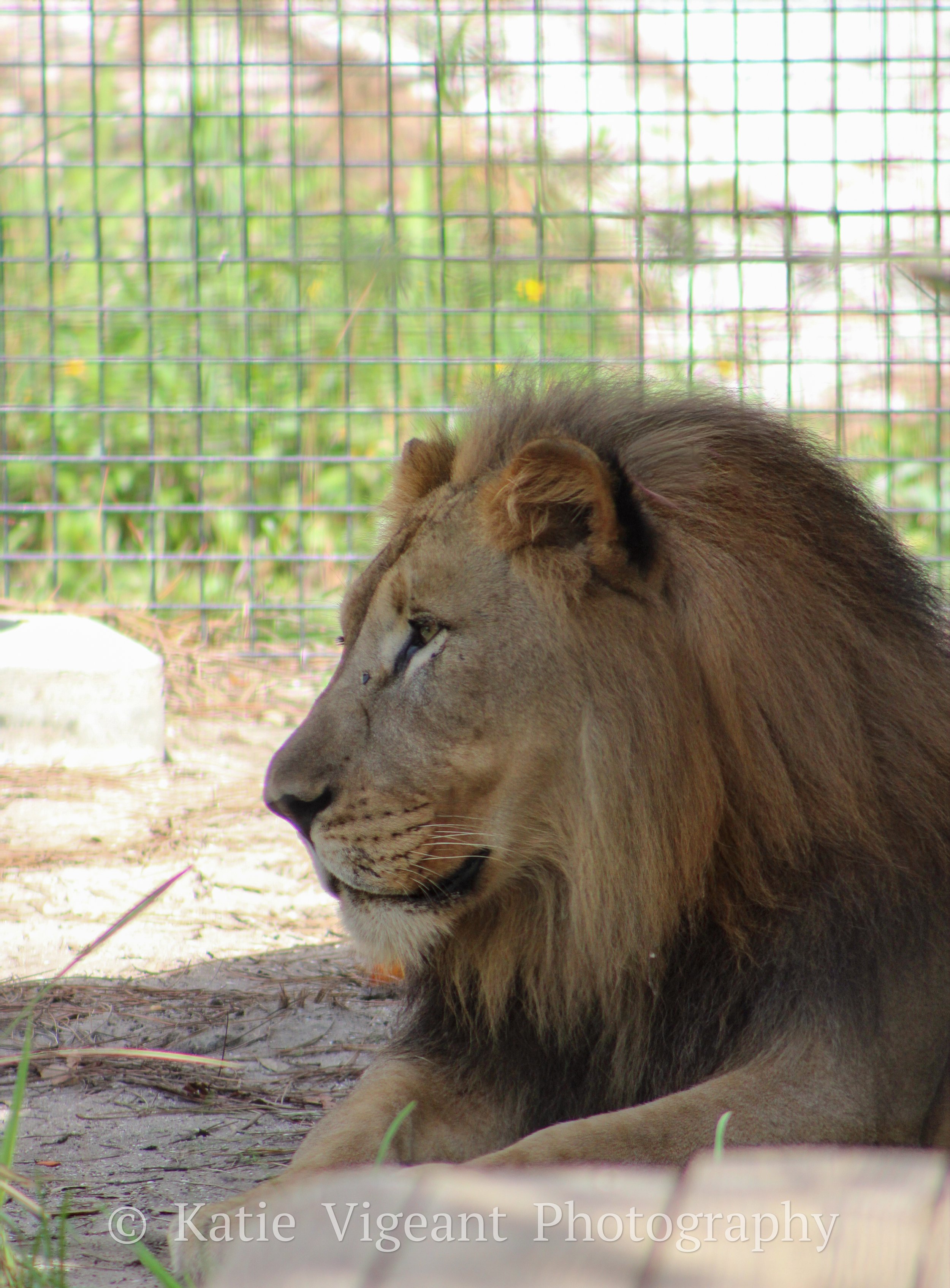 A lion resting on the ground in a zoo enclosure, with a wire fence and green vegetation in the background.