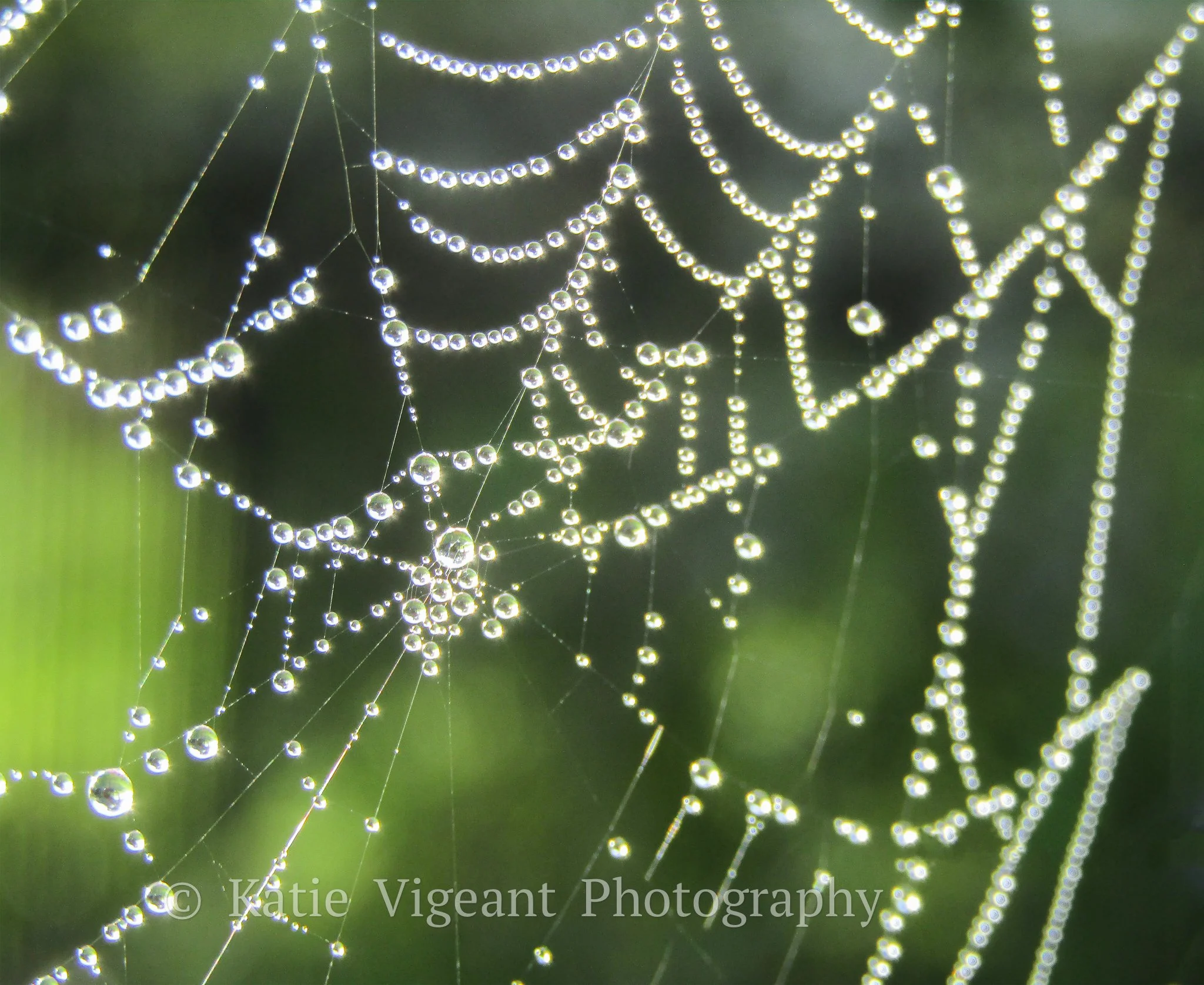 Close-up of a spider web with water droplets on its strands, with a blurred green background.