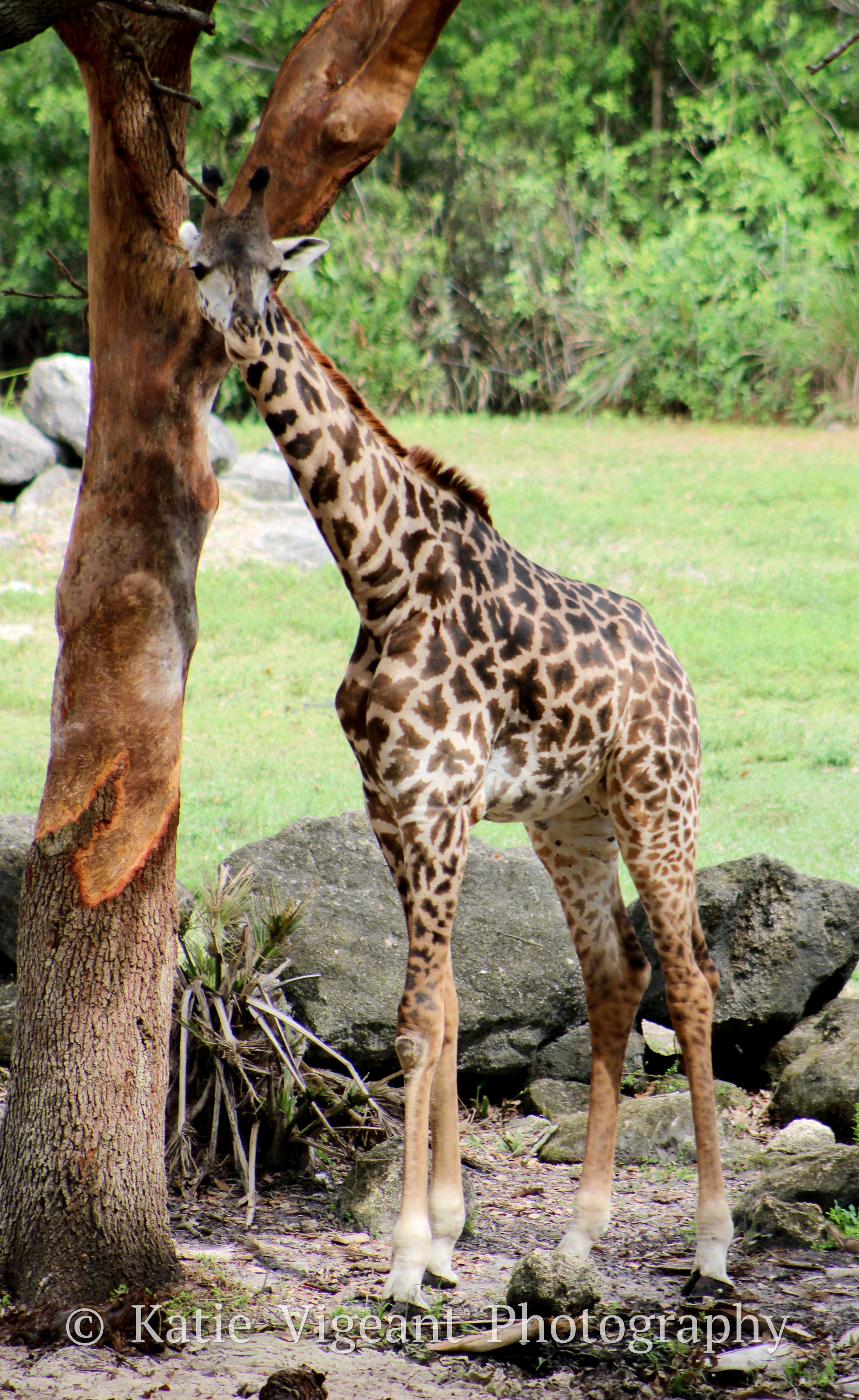 A young giraffe standing next to a tree with green foliage in the background.