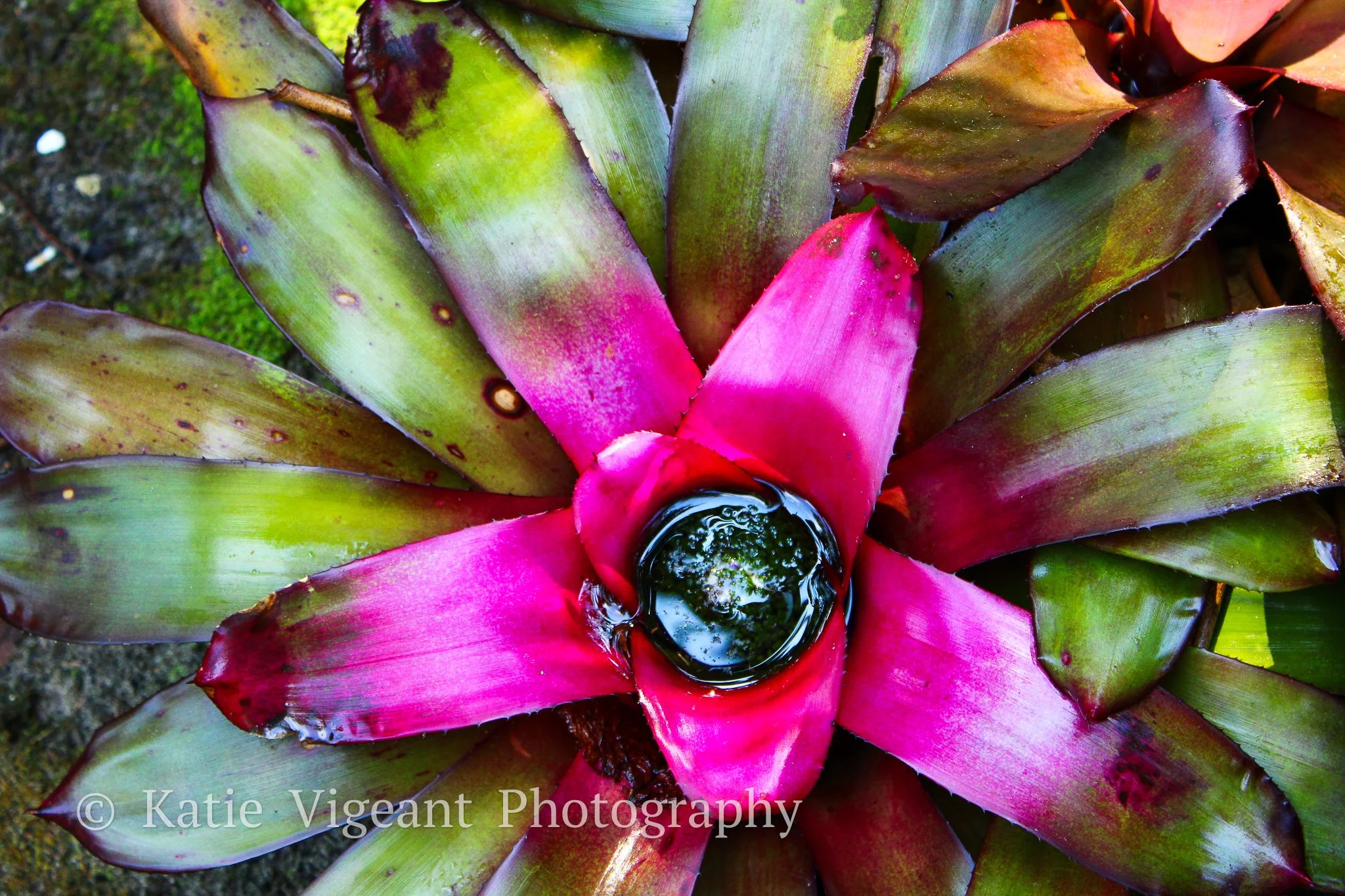 Close-up of a plant with pink flower-like leaves and a dark, puddle of water at the center, surrounded by green and brown leaves.