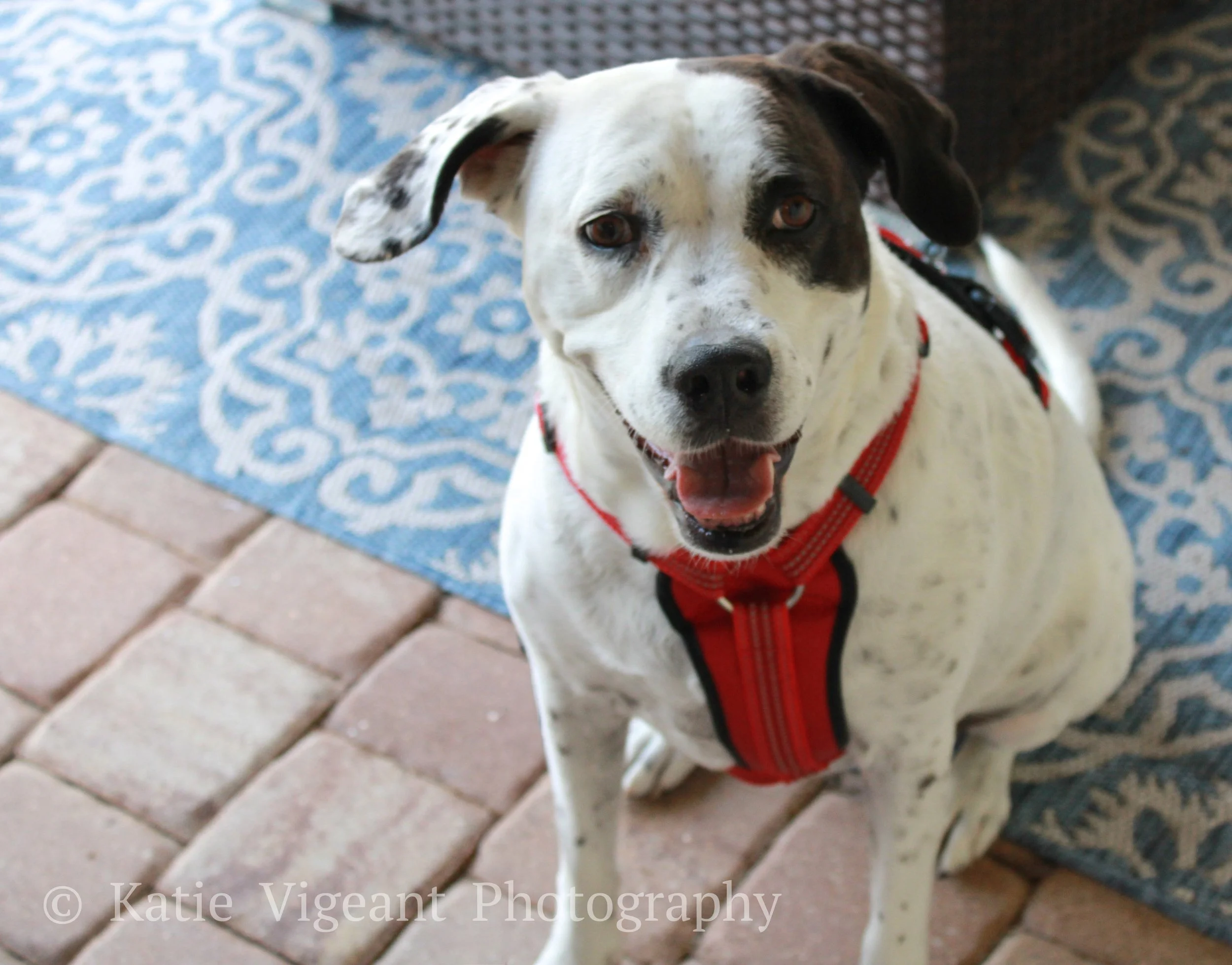 A happy black and white dog with one ear floppy and the other partially curled, sitting on a brick patio in front of a blue patterned outdoor rug, wearing a red harness.