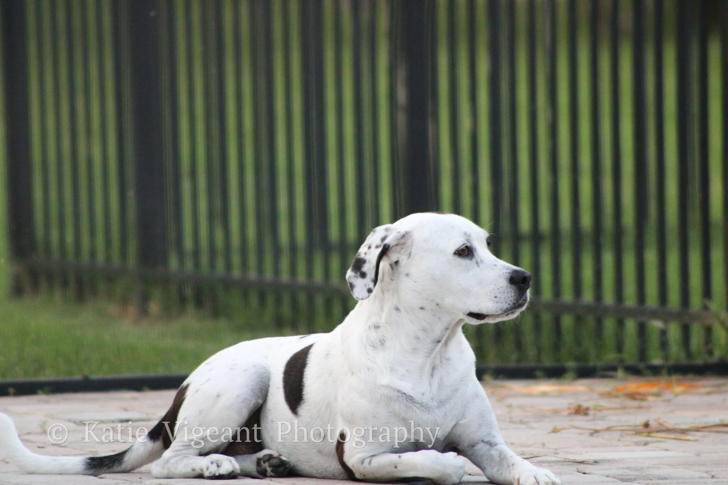 A white dog with black spots lies on a brick patio, with a green fence and grass in the background.