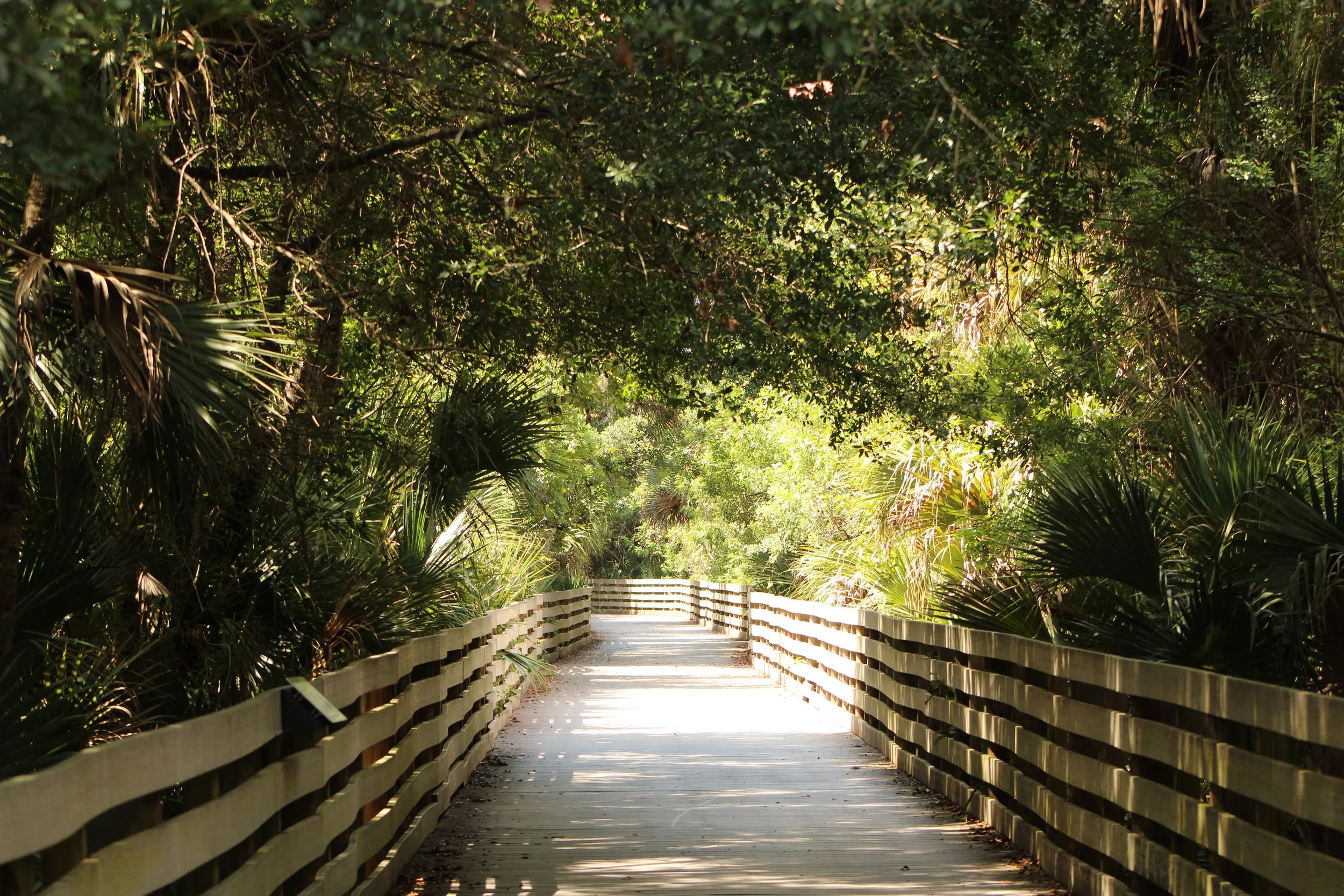 Wooden walkway through lush green forest with dense trees and palm plants on both sides