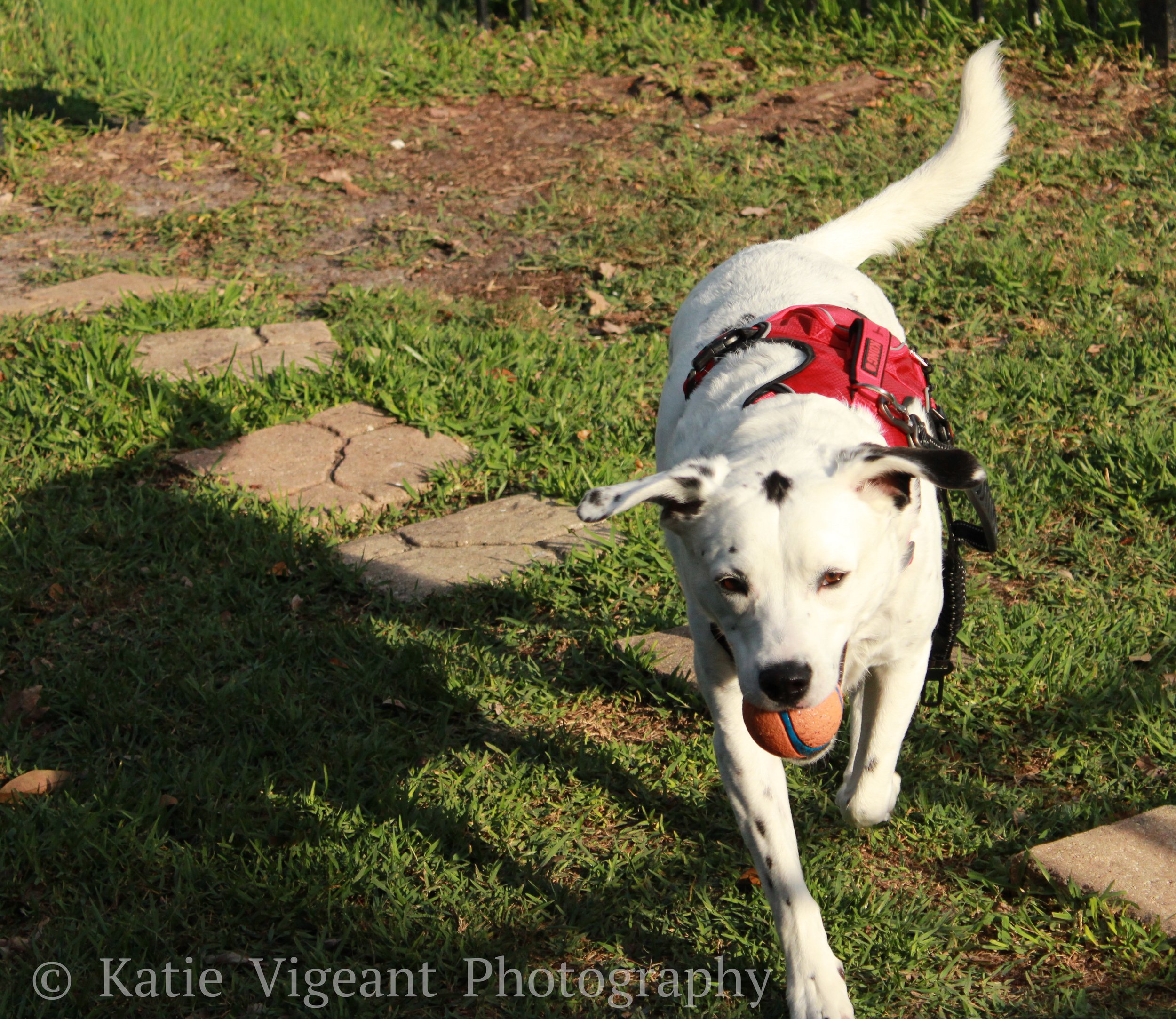 A white dog with black spots wearing a red harness, carrying a ball in its mouth, walking on grass next to stepping stones.