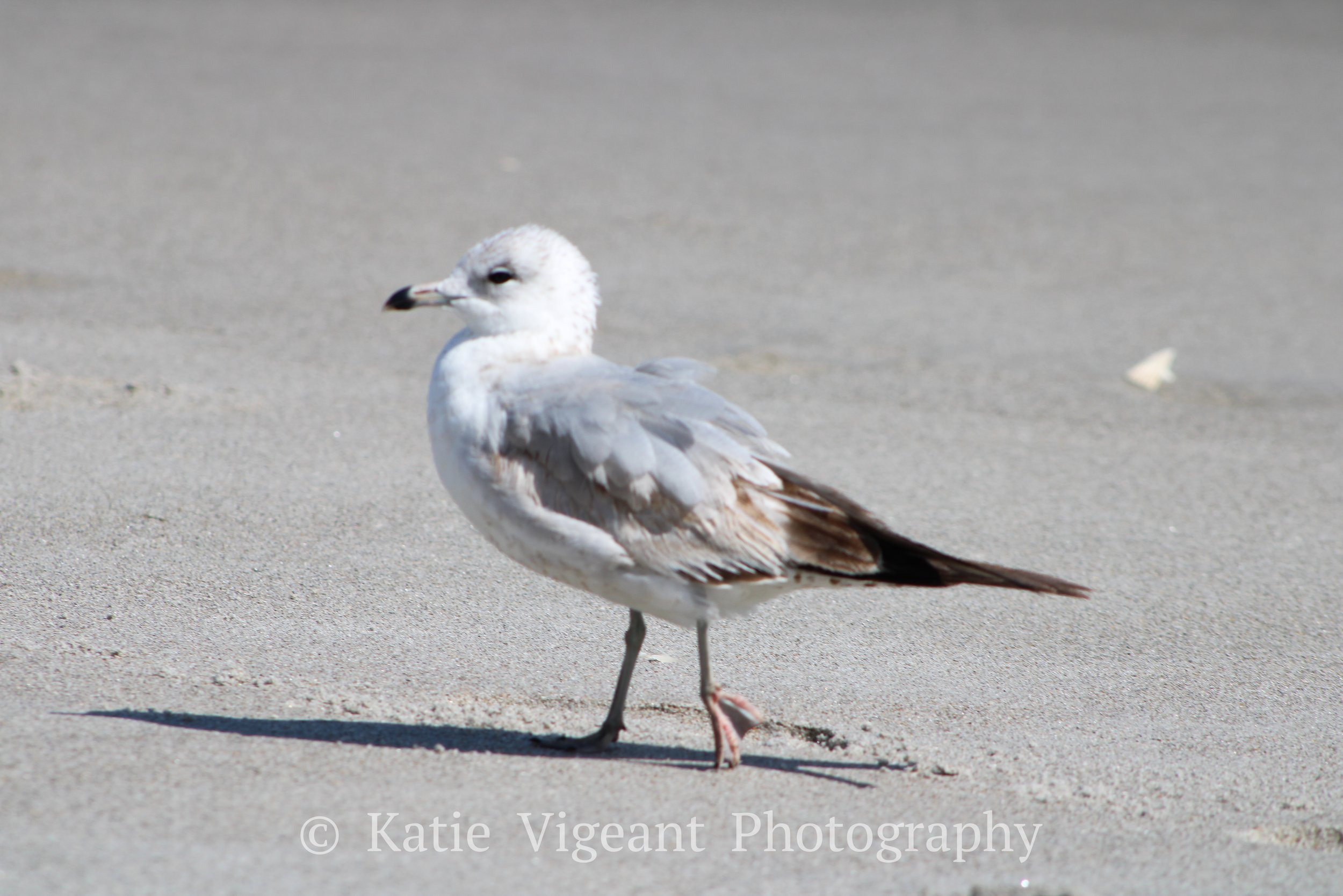 Seagull walking on sandy beach.