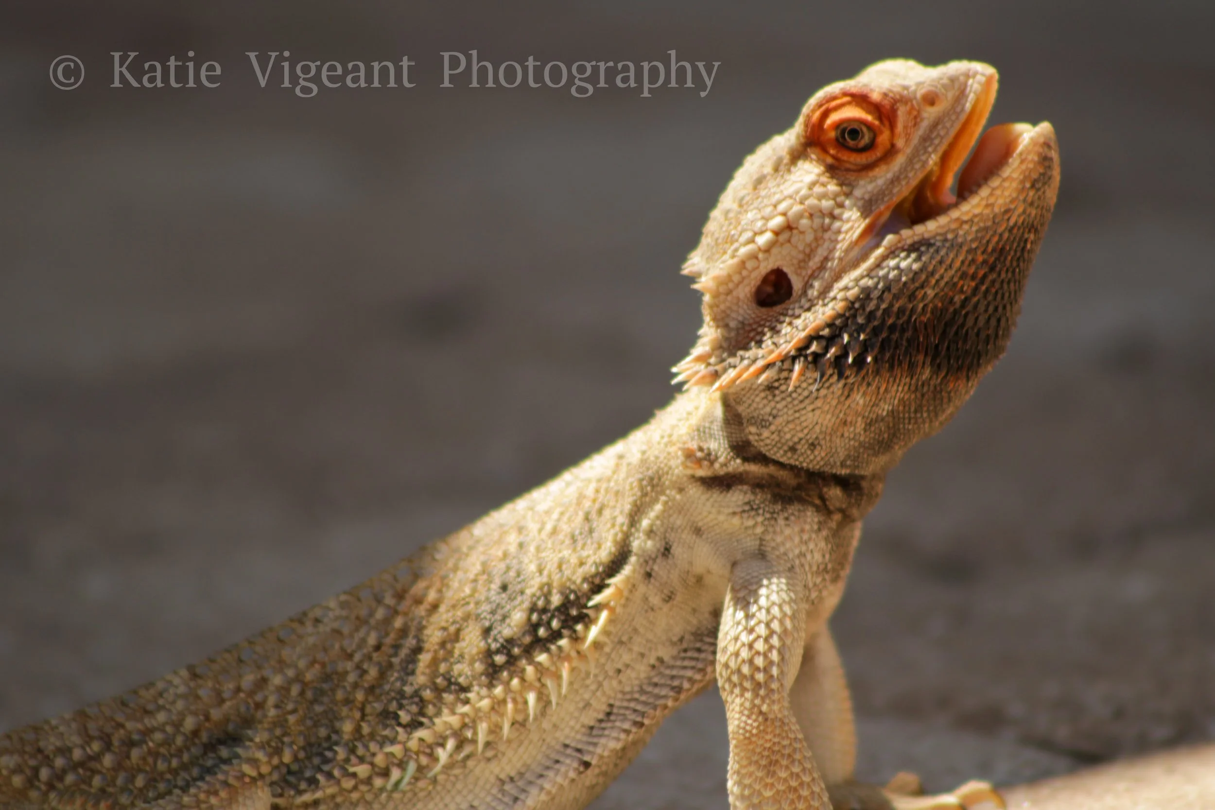 bearded dragon