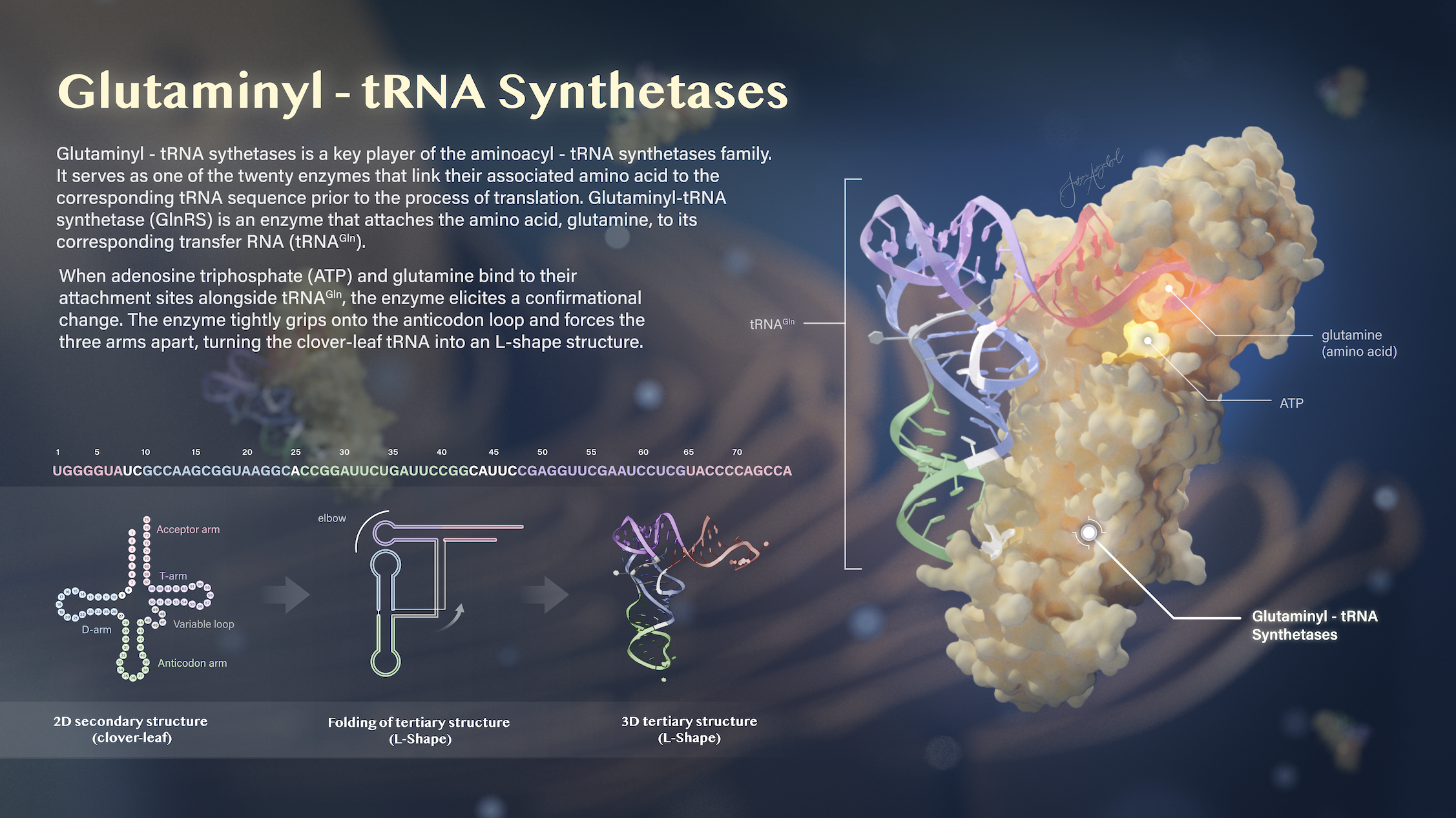  Glutaminyl - tRNA Synthetases   Cinema 4D Redshift, Adobe Illustrator, Adobe Photoshop. 2026.

 This poster visualizes one of twenty aminoacyl-tRNA synthetases and provide specific visual references that show the DNA sequence and the process of the