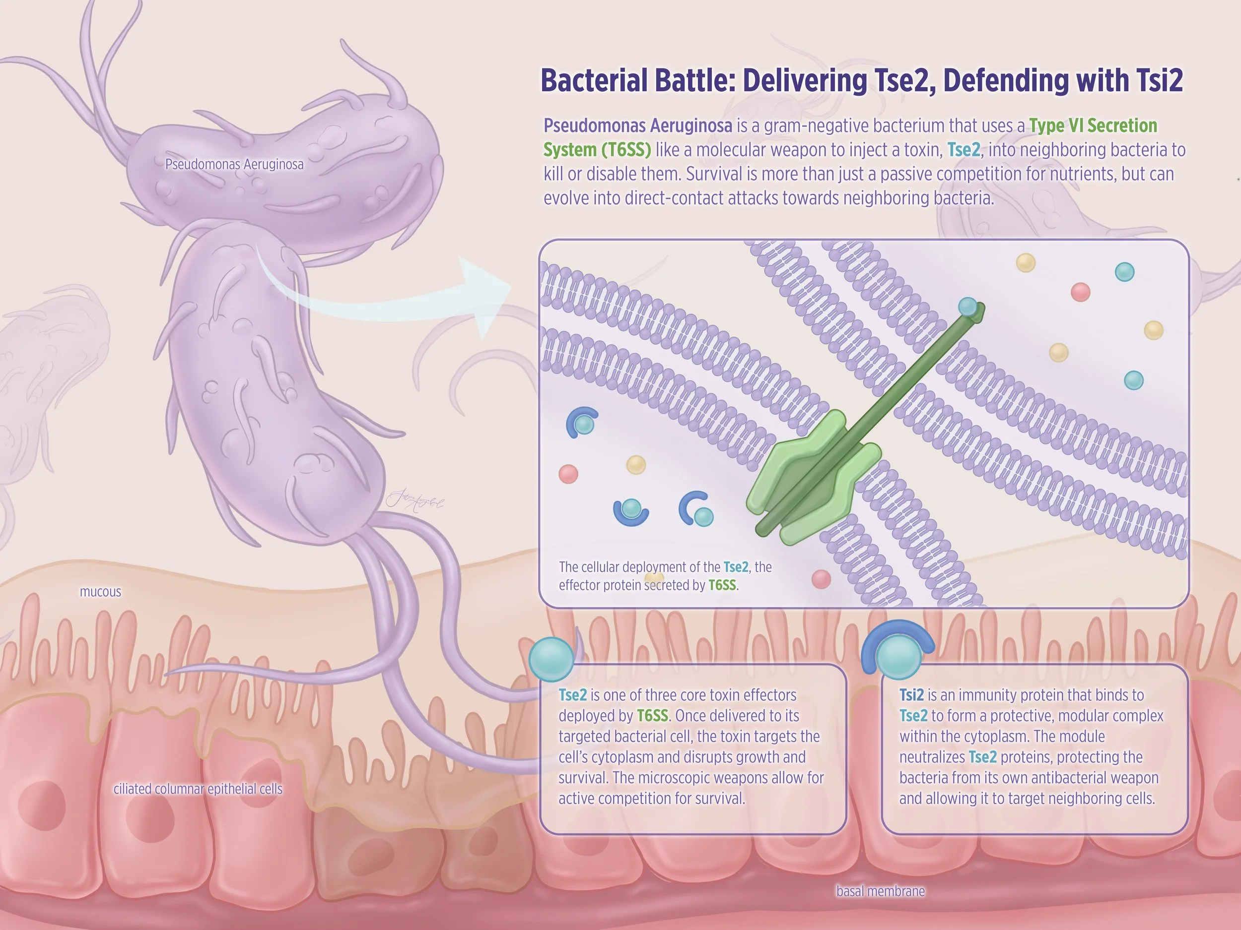   Bacterial Battle: Delivering Tse2, Defending with Tsi2  Adobe Illustrator, Adobe Photoshop. 2026.

 The purpose of this poster is to demonstrate the mechanism presented by the study from Hood et al. in 2011. The poster highlights the Pseudomonas Ae