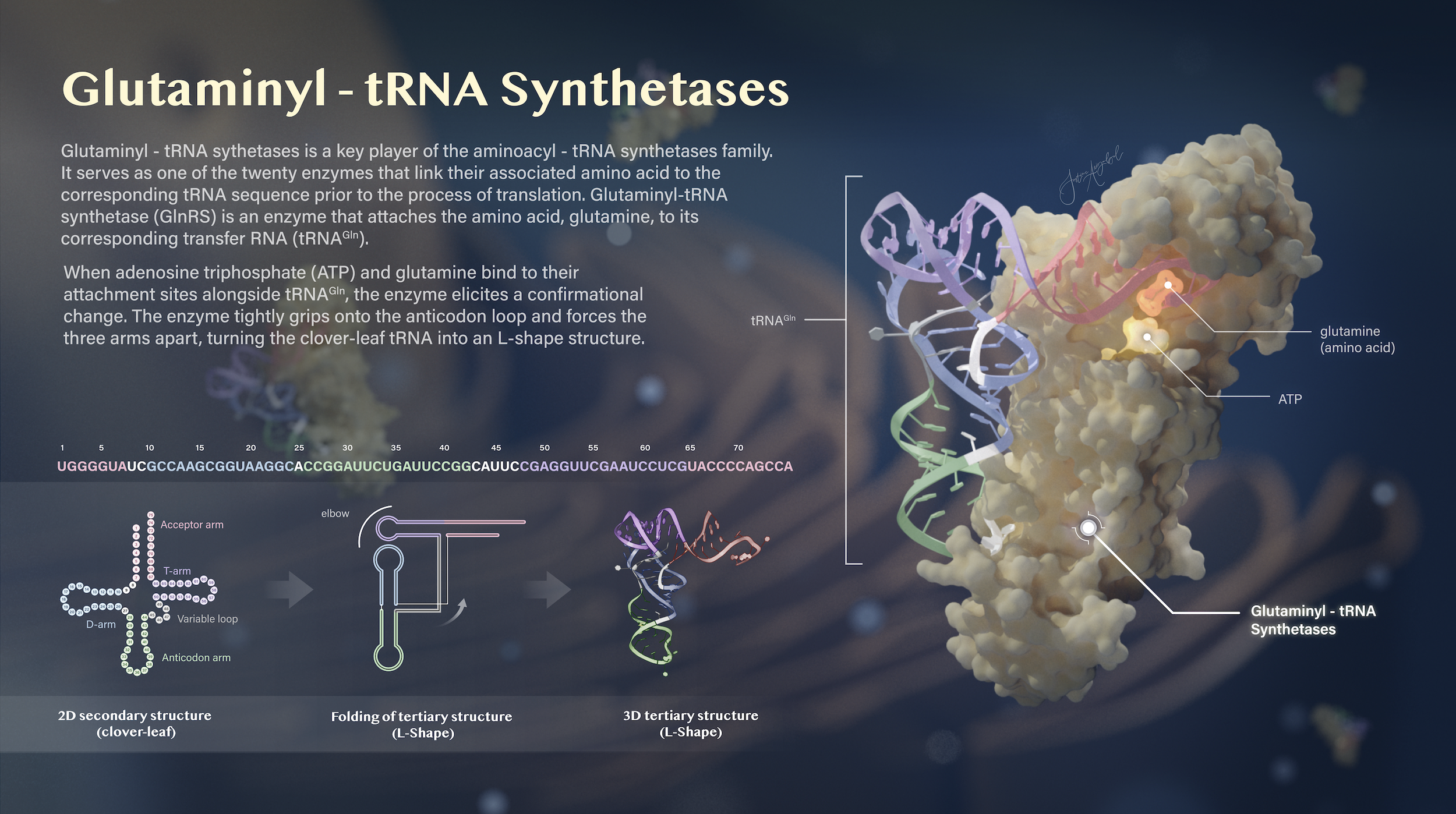   Glutaminyl - tRNA Synthetases   Cinema 4D Redshift, Adobe Illustrator, Adobe Photoshop. 2026.

 This poster visualizes one of twenty aminoacyl-tRNA synthetases and provide specific visual references that show the DNA sequence and the process of the