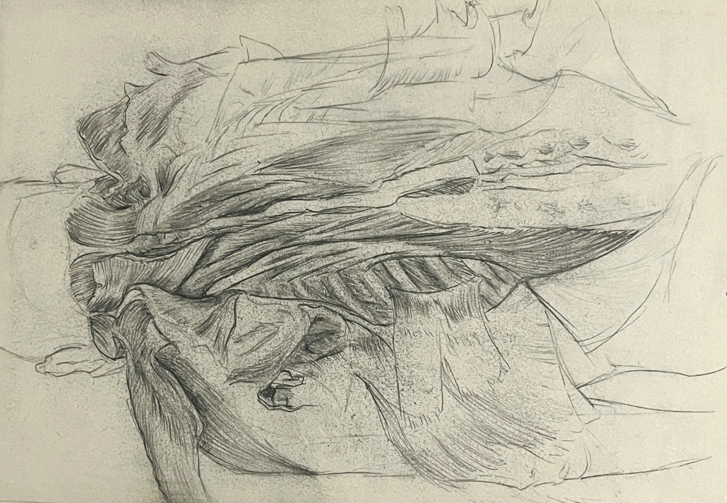   Back Muscles  , Graphite on paper, 2025.